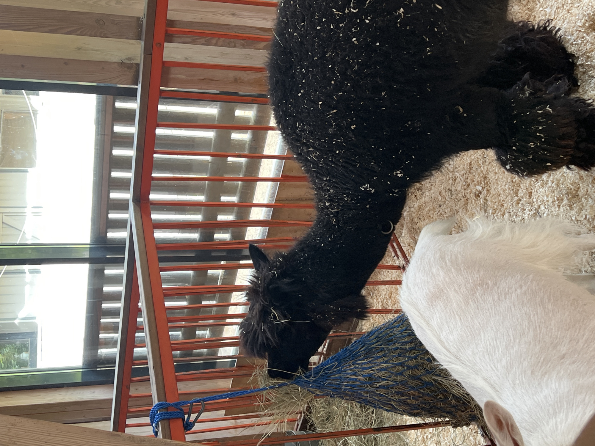 The image shows a close-up, overhead view of two alpacas in an enclosure. One alpaca is black and appears to be eating hay from a blue net feeder. It has a shaggy mane and a dark face with white specks in its fur. The other alpaca is white and its back and hindquarters are visible, with its head out of frame. The enclosure has wooden walls and orange metal railings. The ground is covered in wood shavings. Large windows in the background show a bright, possibly sunny, outdoor scene with some greenery visible, suggesting it might be daytime. There is no visible text. The overall impression is of a rural or farm setting, possibly a petting zoo or animal sanctuary.