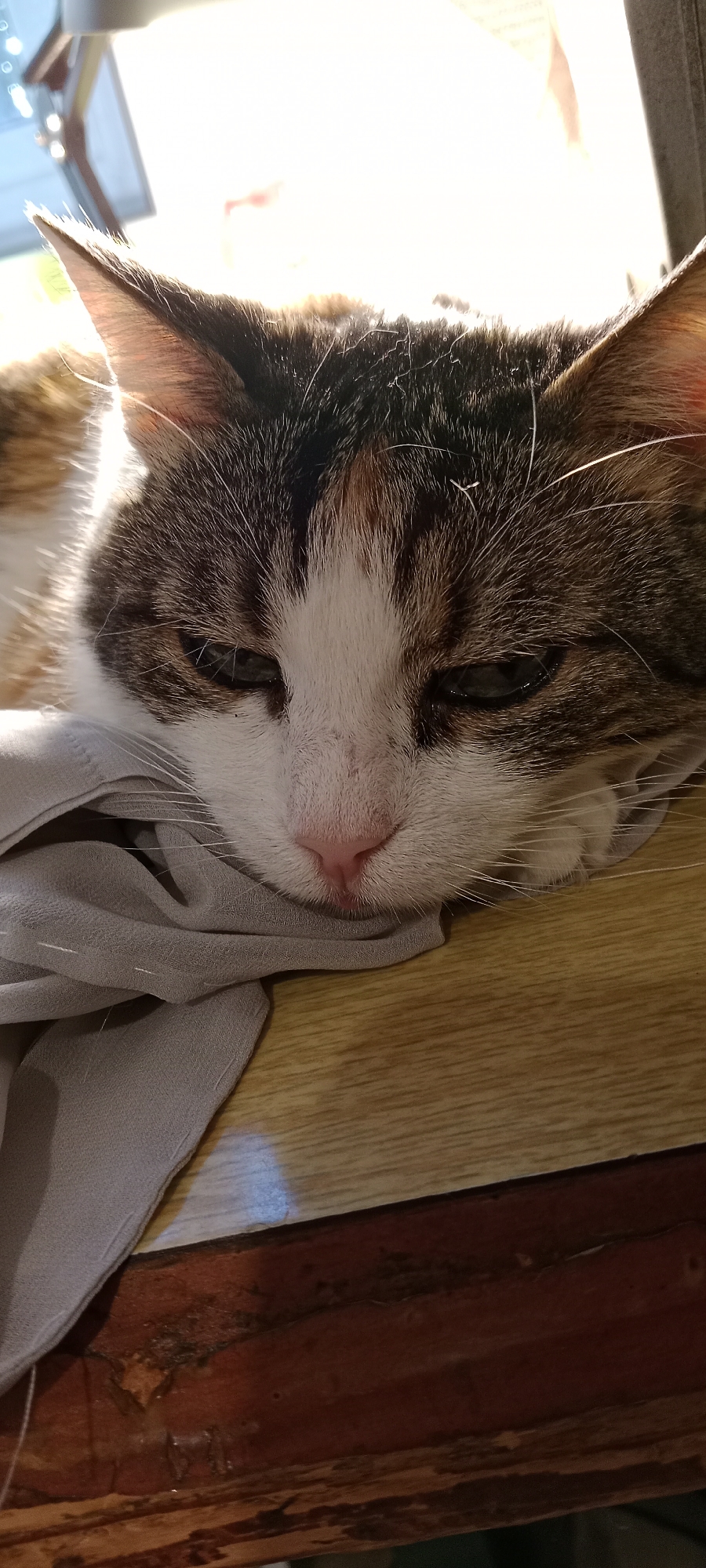 A close-up, eye-level shot shows a cat's face resting on a wooden surface. The cat's head is tilted down, and its eyes are partially closed. A piece of light gray fabric is draped over the cat's chin and jawline. The background is a bright, blown-out white, suggesting strong overhead lighting. The wooden surface appears to be a table or desk, with visible grain and a slightly worn texture. The cat has white and tabby fur, with distinct markings on its forehead and cheeks. Its nose is a soft pink. The overall impression is one of rest or slumber. The location is unknown.