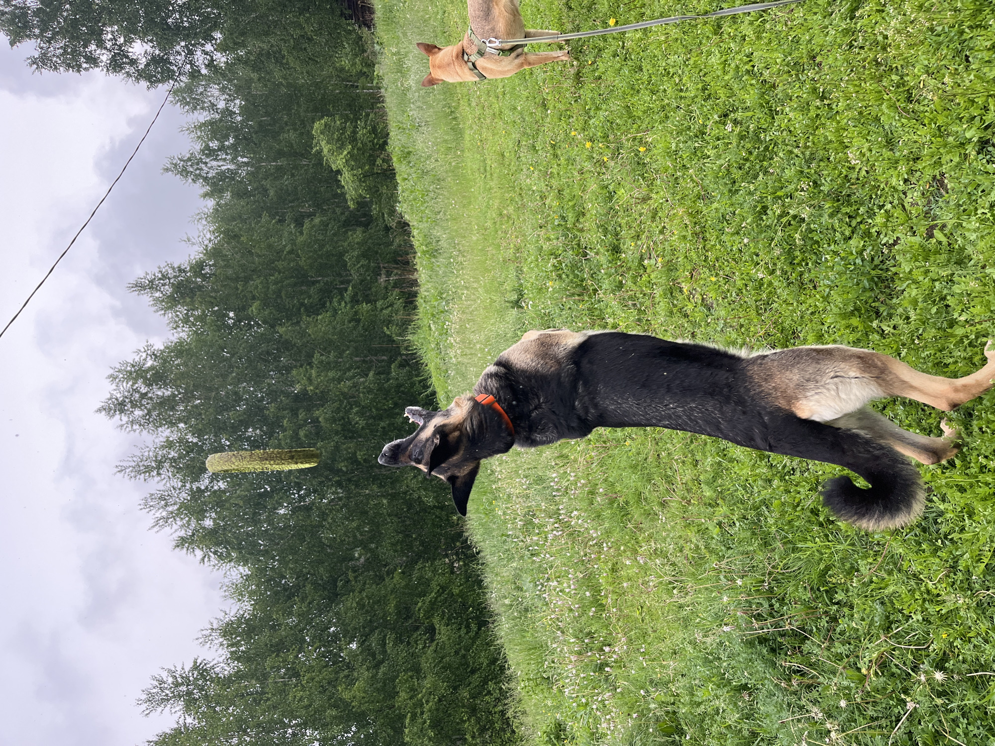 A German Shepherd dog is jumping in a grassy field, attempting to catch a frisbee that is in mid-air above its head. The dog is black and tan with an orange collar and is on its hind legs. In the background, another dog, tan with a green harness, stands facing away from the camera. Both dogs are on a hillside covered in green grass and small white wildflowers. A line of trees forms a backdrop, and the sky is overcast and cloudy. The scene appears to be in a rural or park-like setting. There is no indication of the specific location within Nizhny Tagil, Russia.