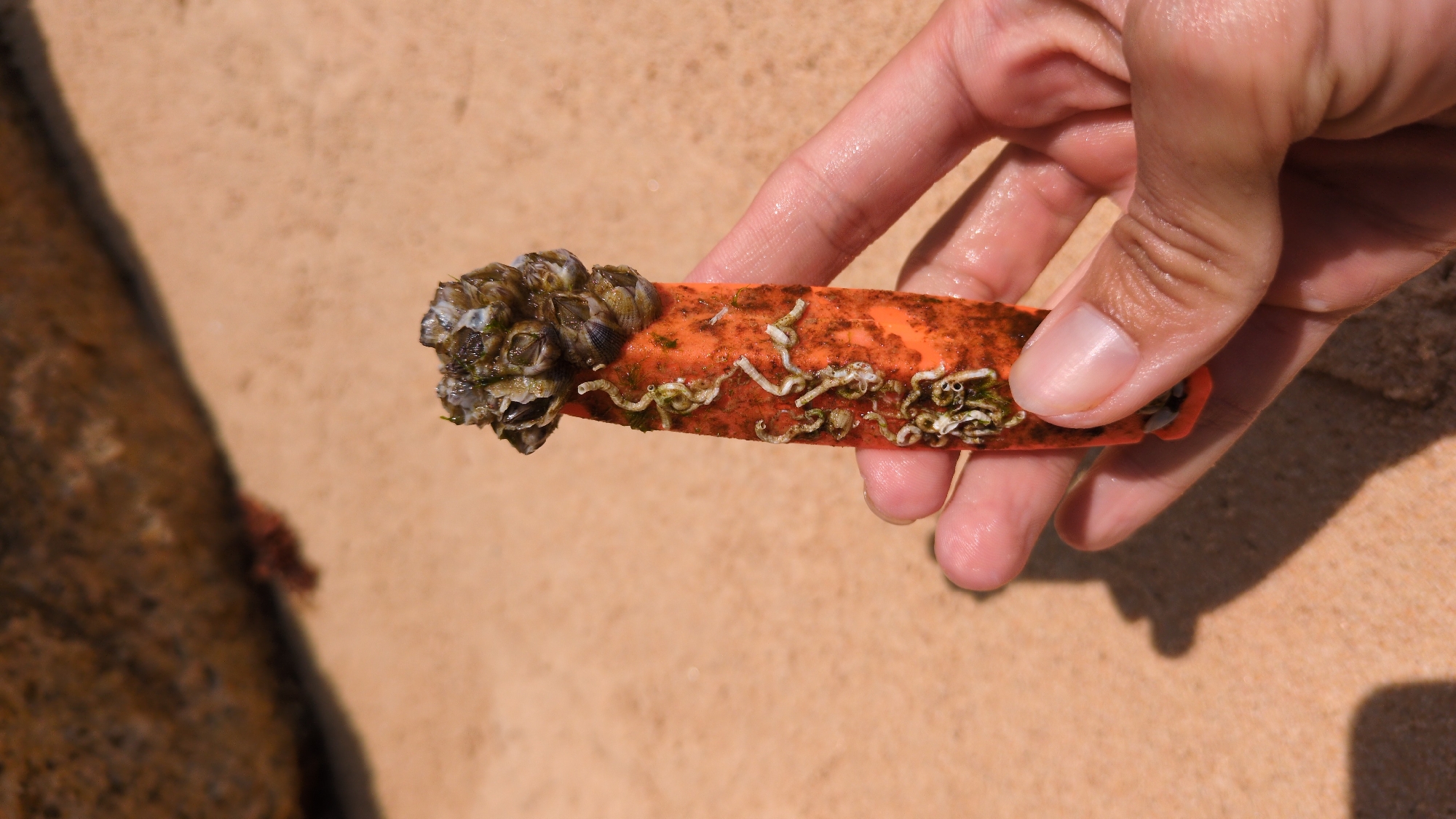 A close-up shot shows a person's hand holding a small, orange piece of debris encrusted with barnacles and tube worms. The backdrop is a sandy beach, indicative of a coastal environment. The scene is likely Phuoc Dinh, Vietnam, suggested by the task description, placing it in a marine environment. The focus is on the marine organisms colonizing the debris.