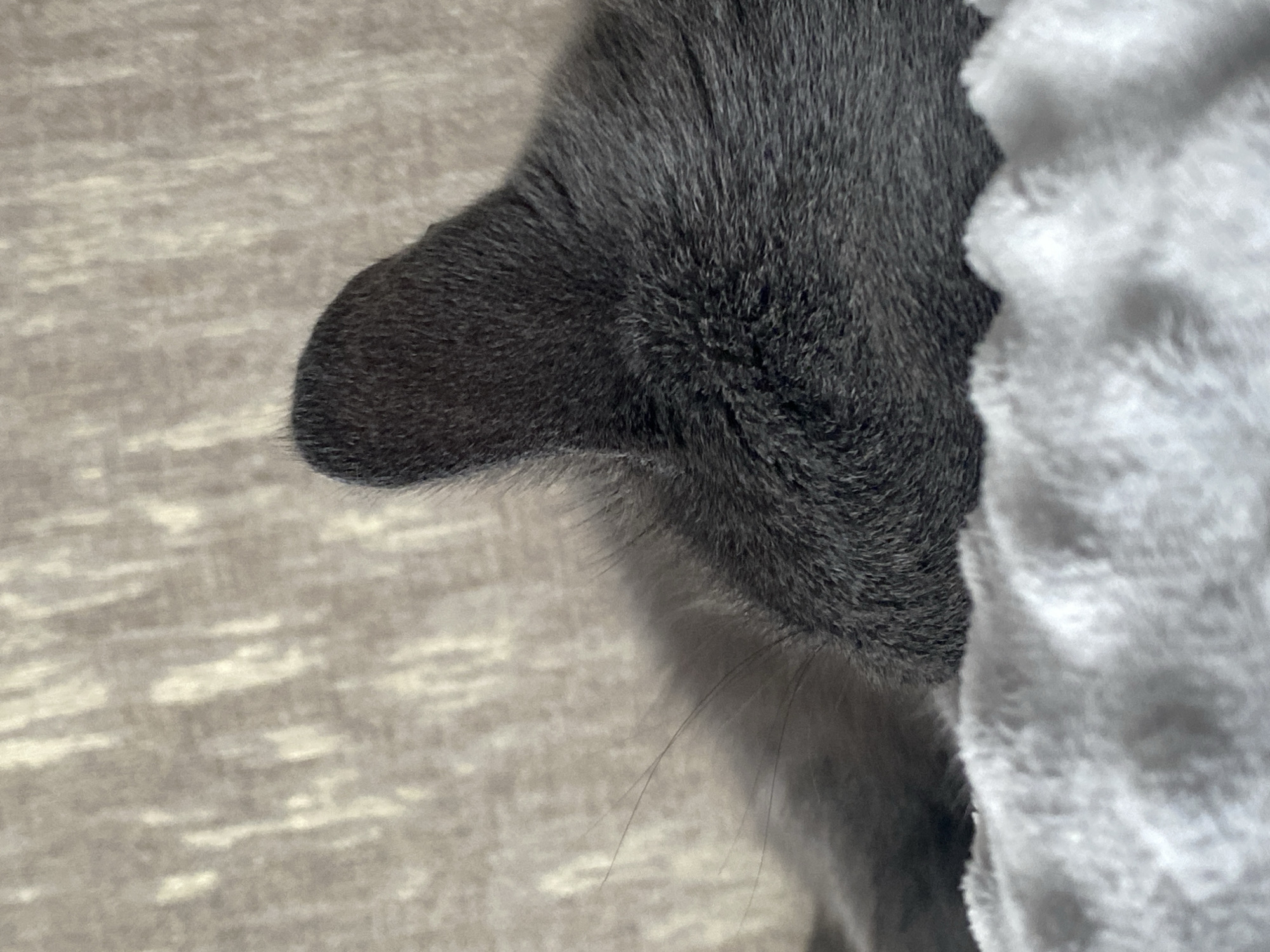 The image shows a close-up of the back of a gray cat's head and ear, resting on a soft, light-colored blanket. The cat's fur is dense and appears soft. Behind the cat, a textured, neutral-colored surface is visible, possibly a couch or upholstered furniture. The focus is on the cat's ear, which is pointed upwards and slightly angled. The overall lighting is soft and diffused, suggesting an indoor setting. No specific location in Chaikovsky, Russia, can be identified from this image.