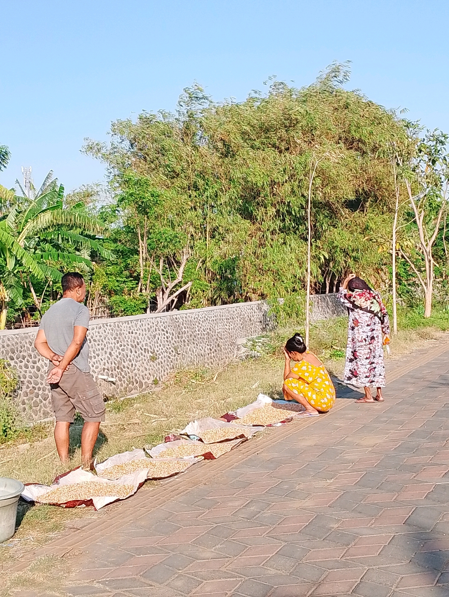 The image depicts an outdoor scene in Probolinggo, Indonesia, likely a rural or suburban area, given the presence of banana trees and dense foliage. In the foreground, a man in a grey t-shirt and khaki shorts stands with his hands behind his back, facing away from the camera. To his right, two women are tending to what appears to be a crop of grain spread out on white and patterned cloths on the ground. One woman, in a yellow dress with a floral pattern, is crouching, while the other, in a long, colorful dress, is standing and has her hand to her head. The grain is laid out in long rows on the cloths, suggesting it is being dried in the sun. A textured stone wall runs along the left side of the image, separating the paved walkway from a grassy area. A grey bucket is partially visible on the far left. The background features a dense cluster of trees and vegetation under a clear blue sky. The paved ground in the foreground is constructed of diamond-shaped tiles.