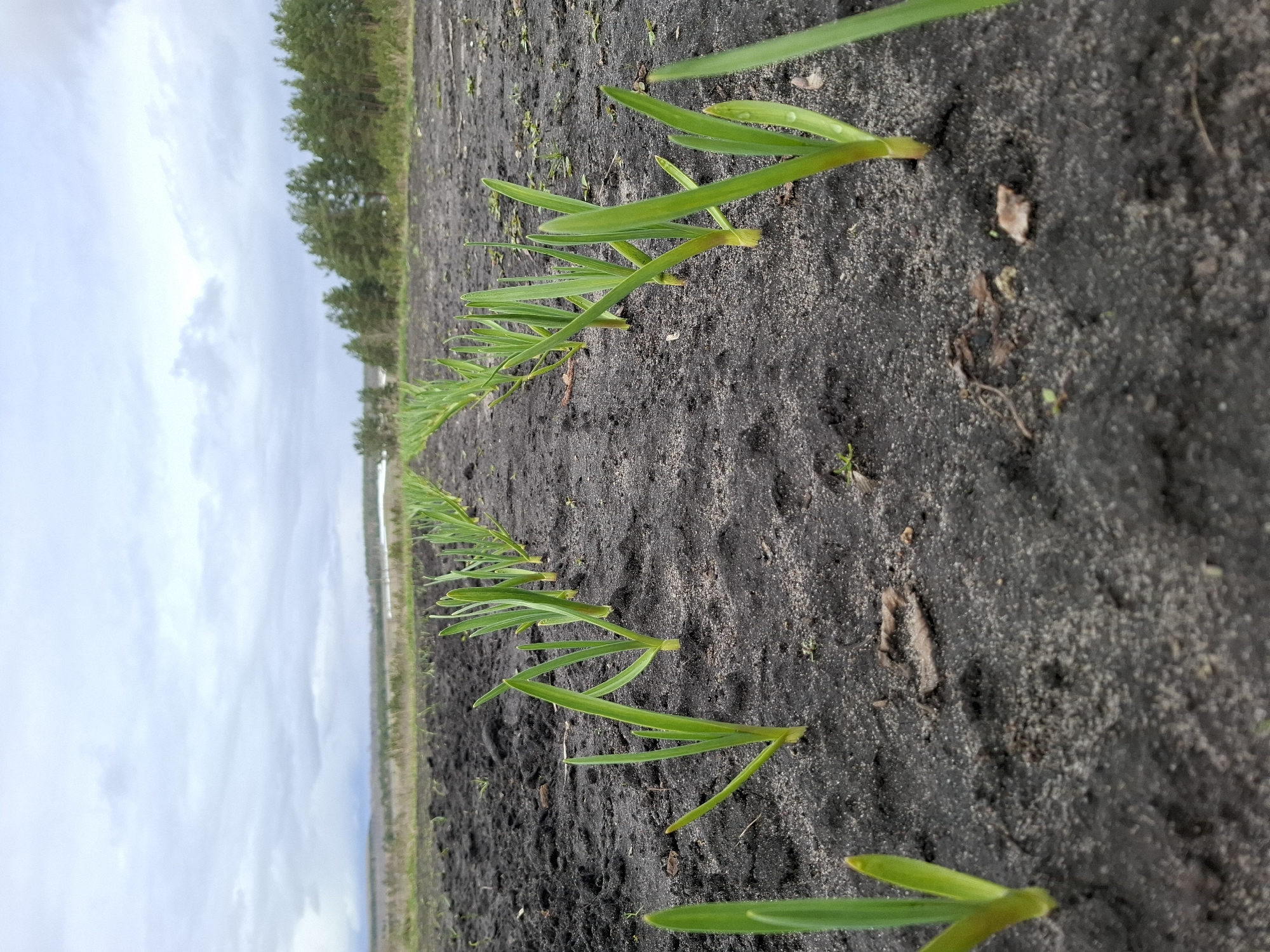 The image depicts a row of young, green plants sprouting from dark, tilled soil. The plants appear to be arranged in a straight line, suggesting intentional planting. The soil is moist and slightly textured. In the background, a line of trees can be seen along the horizon, suggesting a rural setting or the edge of a cultivated area. The sky is overcast, indicating potentially recent or impending rain. This location might be Khlevnoye, Russia, in an agricultural area or field. The image focuses on the plants and the soil, with the background serving as context for the environment.