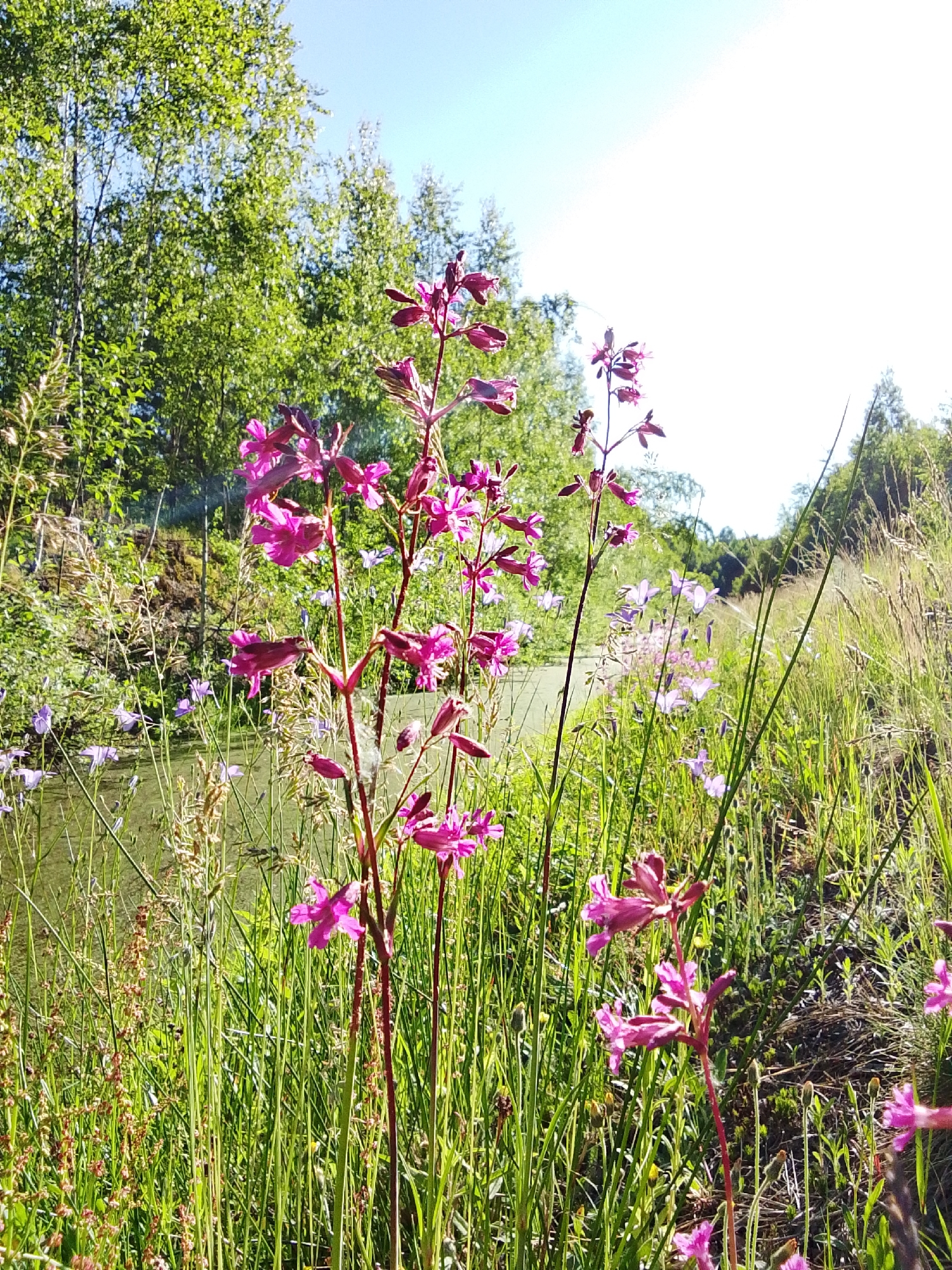 The image captures a vibrant natural scene in Snopok Novyi, Russia, under clear daylight conditions. In the foreground, multiple tall stalks of flowering plants with bright magenta or purplish-pink blossoms stand prominently amidst dense green grasses and other herbaceous vegetation. Many individual flowers are open, while some buds remain closed along the stems. Behind these primary flowers, a narrow, still body of water, possibly a ditch or canal with a greenish surface suggesting algae or reflections, runs from the left mid-ground towards the center. Scattered among the grasses on either side of this water body are smaller, light purple, bell-shaped wildflowers. The background on the left consists of a dense cluster of deciduous trees with bright green foliage, some displaying light-colored trunks consistent with birch. On the right, more trees and an expanse of tall grasses complete the horizon. A clear, bright blue sky occupies the upper portion of the frame. No human subjects, animals, or man-made structures are visible.
