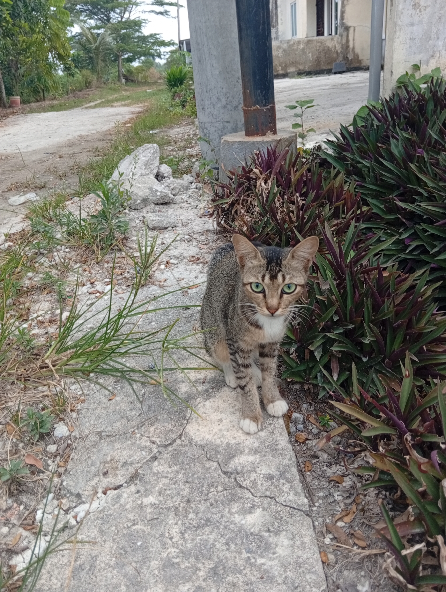 A domestic cat with tabby markings, white paws, and striking green eyes stands on a cracked concrete path. The cat is positioned facing the camera, with its body angled slightly to its left. To its right, a dense cluster of purple and green leafy plants grows. In the background, a dirt road curves through a vegetated area with trees, and a simple building with a light-colored facade and dark window frames is visible. A tall, gray concrete utility pole stands to the left of the plants, partially obscuring a dark cylindrical object attached to its base. The scene appears to be outdoors in a semi-rural or suburban environment, possibly in Kualu, Indonesia, given the foliage and building style.