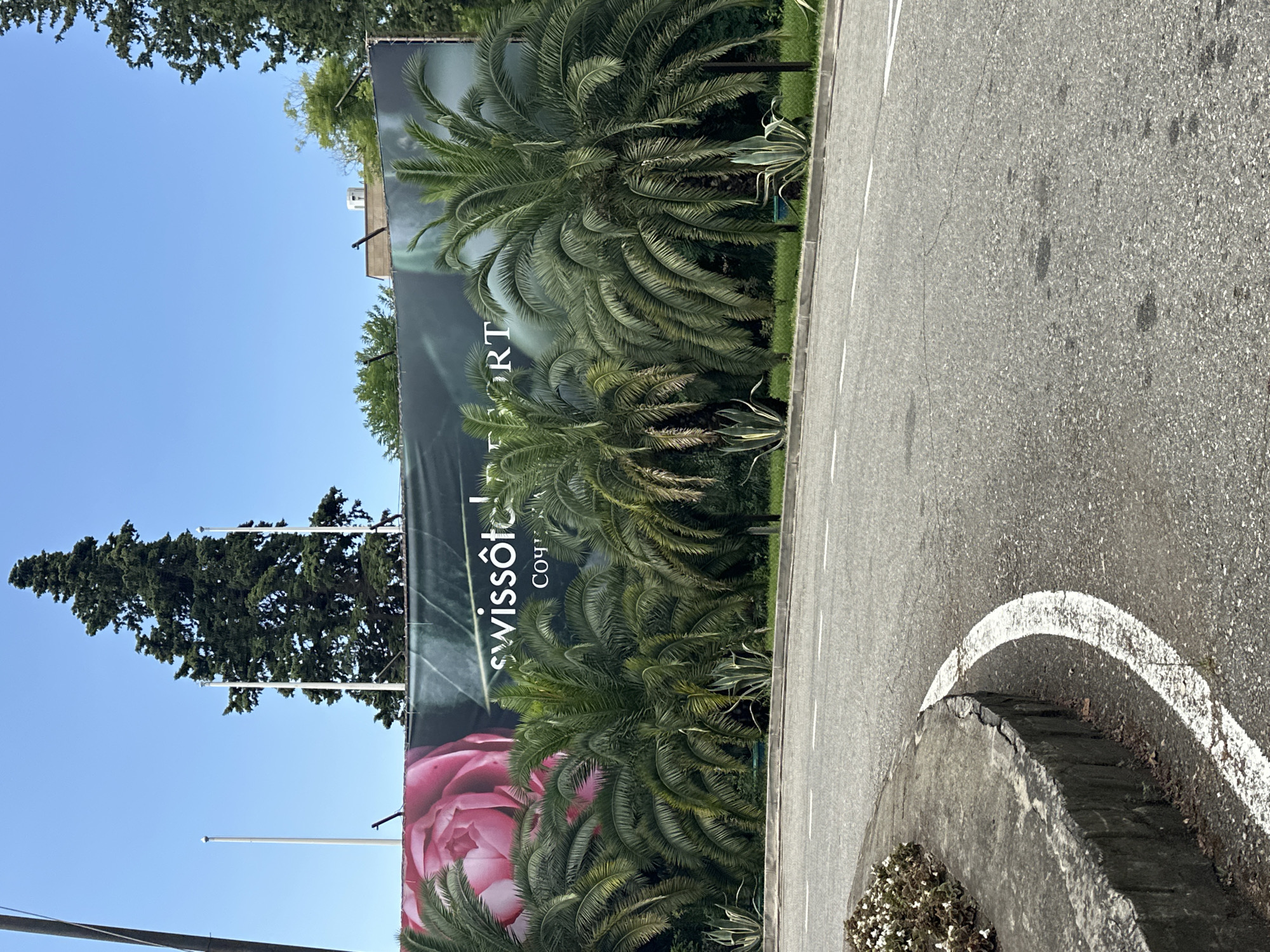 This image depicts a billboard advertising "Swissôtel Resort Sochi". The billboard features a large pink rose on the left side and the text "swissôtel RESORT" in white. Below this text, there is smaller text in a different font. Palm trees and agave plants are visible in front of the billboard. The billboard is situated in an outdoor environment with a clear blue sky. In the foreground, a paved road with white markings curves to the left. A concrete curb with some dirt and fallen leaves is also visible along the edge of the road. The background shows a tall evergreen tree and some other vegetation. There are no people or animals in the image.
