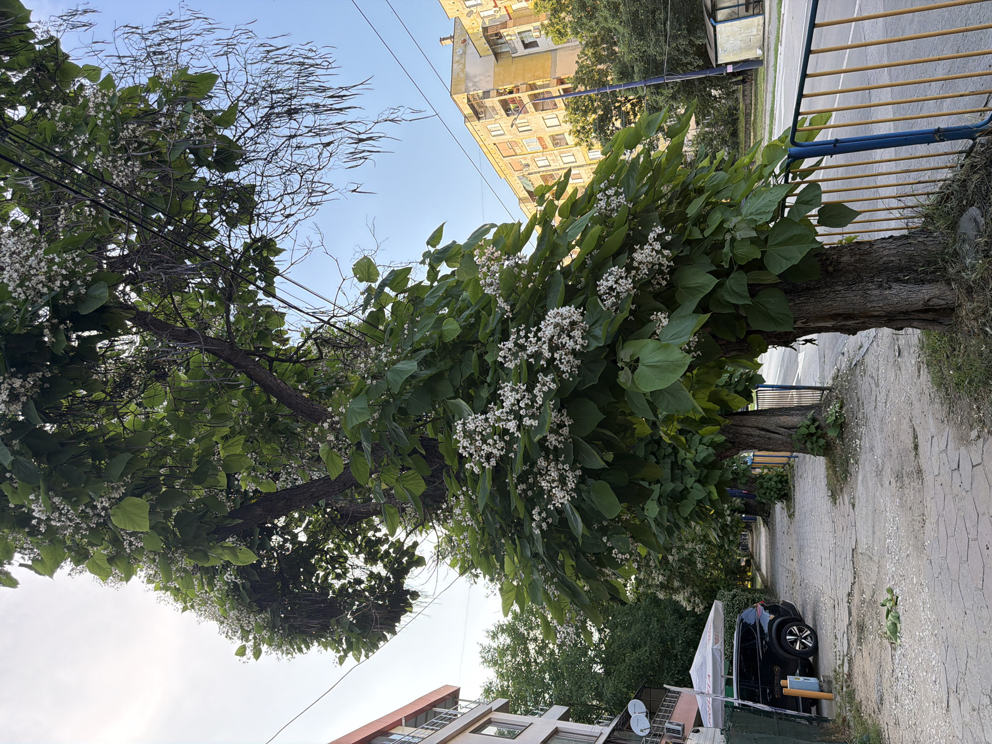 The image depicts a street scene in Pazardzhik, Bulgaria. In the foreground, a large tree with heart-shaped leaves and clusters of white flowers is prominent. Several long, slender seed pods hang from its branches. The tree is situated on a sidewalk made of interlocking stone pavers, which shows signs of wear and some gravel scatter. To the left of the tree and sidewalk is a modern apartment building with balconies and windows, and a black SUV parked behind a green fence. Further down the sidewalk, there is a white umbrella shade structure.
Behind the sidewalk and the tree, a street is visible, bordered by a yellow and blue metal fence. Across the street, there are more trees and a dilapidated yellow apartment building with visible balconies and windows. A bus stop shelter with yellow walls is also present near the apartment building. The sky is clear and blue, suggesting it is daytime. The overall scene conveys a typical urban environment in Bulgaria during warmer months, characterized by residential buildings, trees lining the street, and public infrastructure.