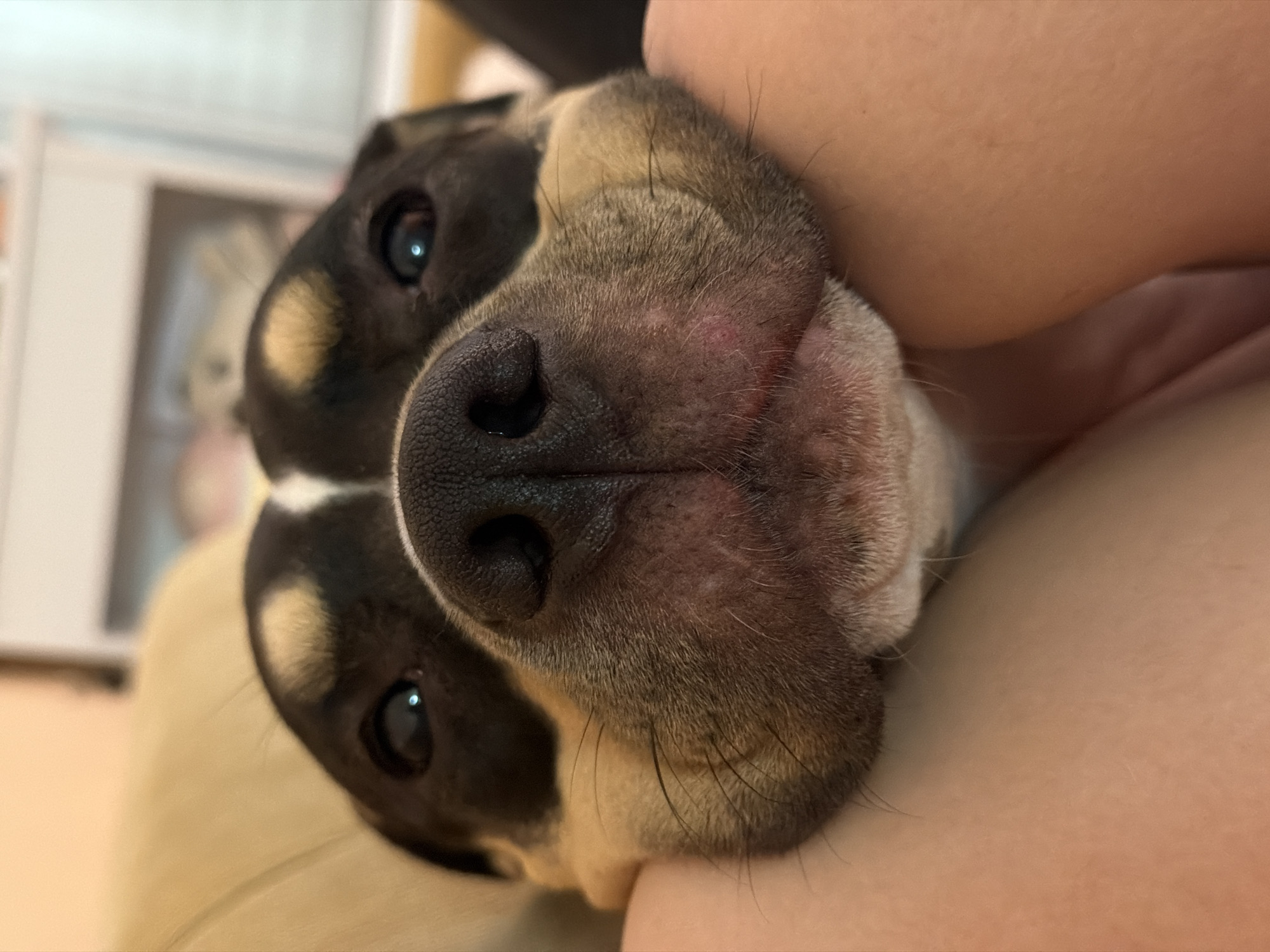 A close-up, slightly rotated, indoor shot focuses on a dog's face resting against a person's arm. The dog has black and tan markings, with a prominent black nose. The person's skin is light-toned. Background includes blurry shapes. The image doesn't contain information related to a city, so the location in Tel-Aviv, Israel cannot be confirmed.