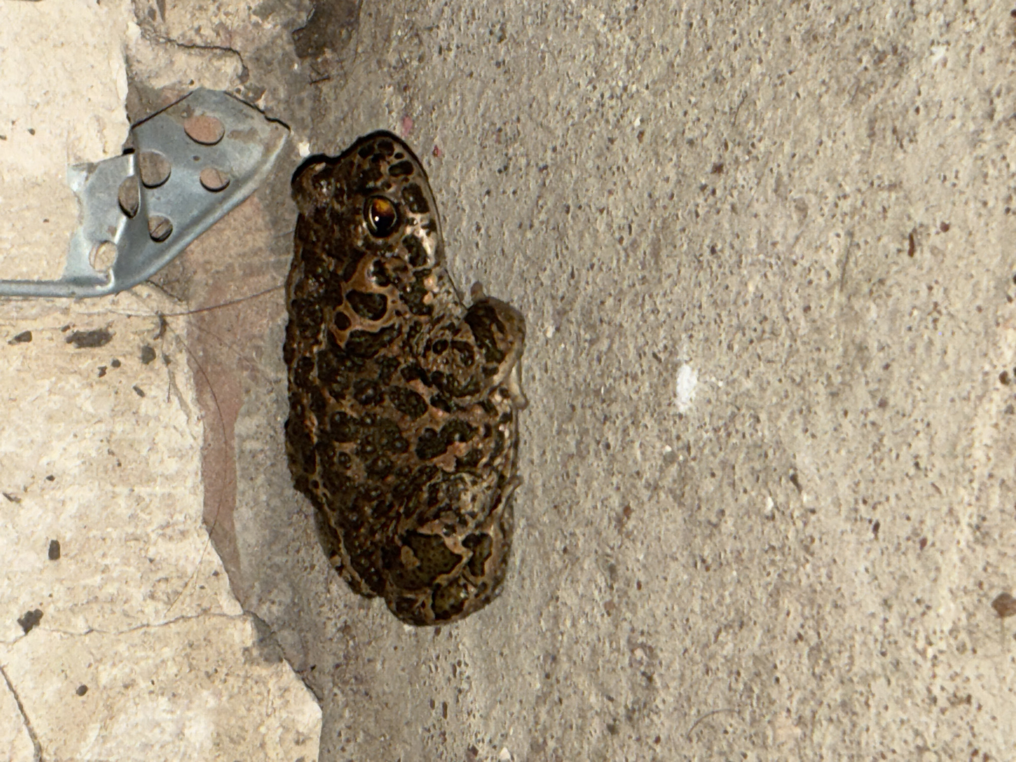 A toad with brown and black mottled skin is resting on a rough, gray concrete surface. The toad is positioned in the lower center of the frame, facing to the right. Behind the toad, a textured, light-colored wall with cracks and dark spots is visible. Attached to the wall above and to the right of the toad is a piece of bent, gray metal with several circular holes. The background wall appears to be made of concrete blocks. The lighting suggests an indoor or shaded outdoor environment, with shadows present. The image does not contain any people. The provided information about the location in Totskoye, Russia, is external to the visual content of the image itself.