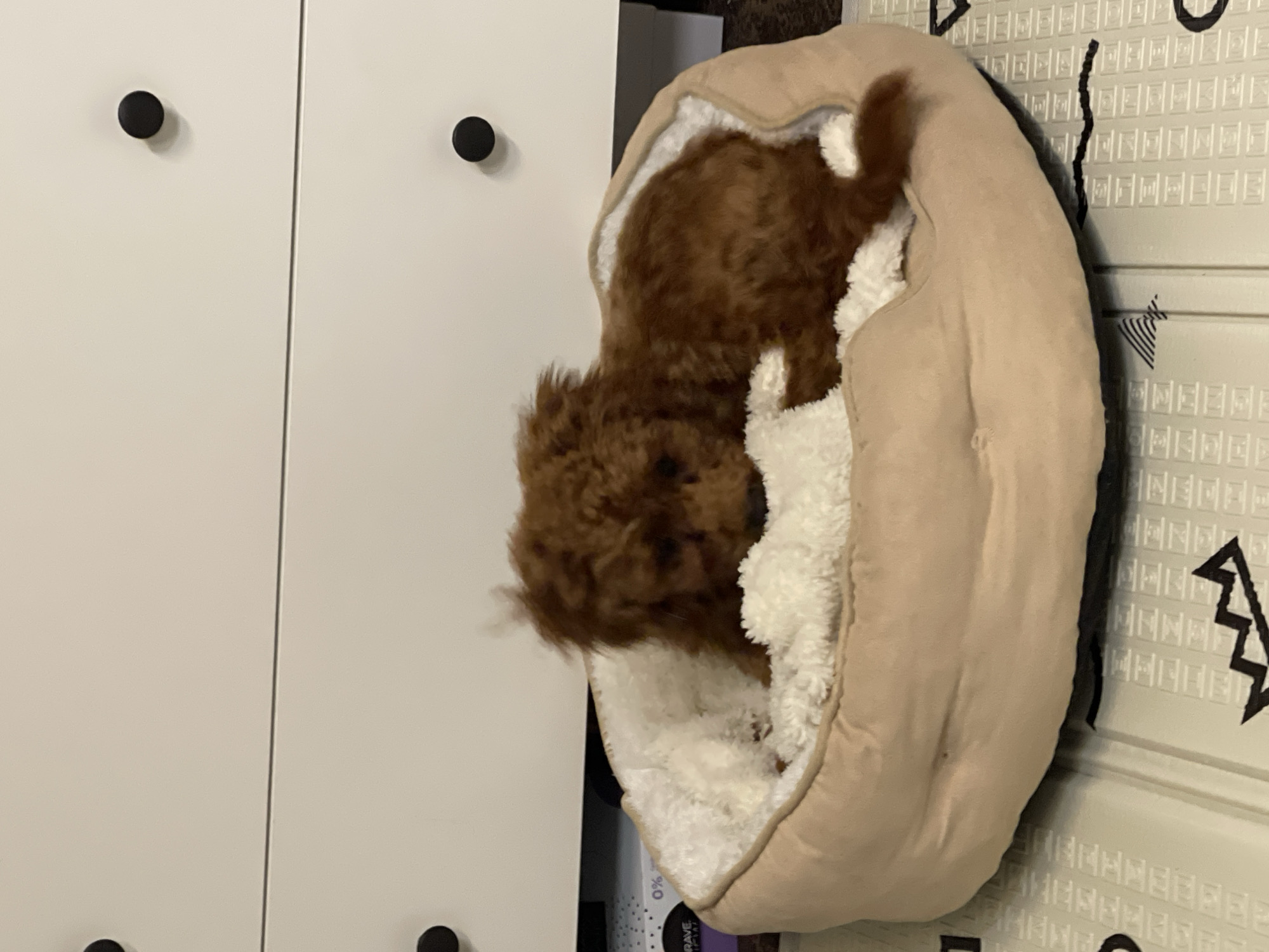 A brown, small dog sleeps in a tan and white pet bed. The bed is positioned near a white cabinet with black knobs and another wall surface with geometric shapes. The location is not discernible from the image.