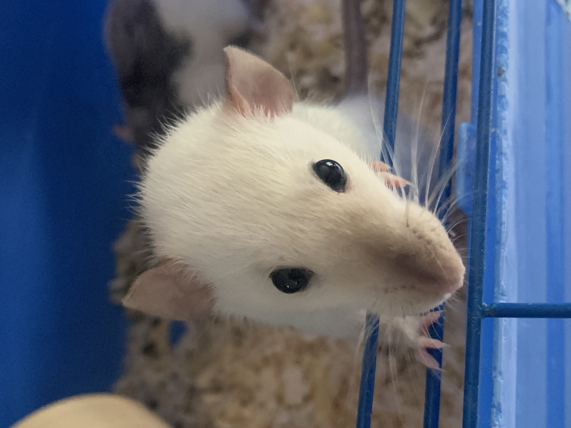 A close-up shot of a white rat with pink ears and a pink nose, peering out from a blue wire cage. The rat's face is in focus, revealing small black eyes and long white whiskers. The background is blurred, showing parts of other rats and cage elements. The image does not contain information to determine the location in the city of Stavropol, Russia.