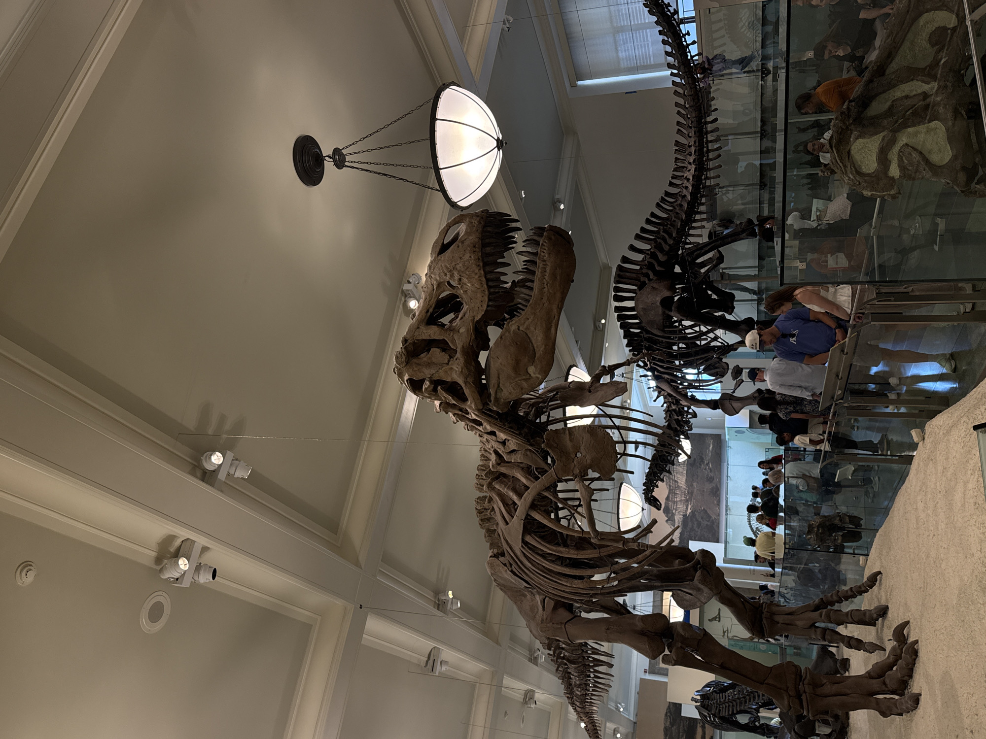 This image offers an immersive view inside a natural history museum, featuring impressive dinosaur skeletal mounts. The primary subject is a large, meticulously reconstructed Tyrannosaurus Rex skeleton positioned dynamically, with its powerful jaws agape and sharp teeth visible. Its intricate bone structure, from the massive skull to its strong limbs, is prominently displayed. To the right, part of another colossal dinosaur skeleton, characterized by its long, curving neck and spine, extends upwards, likely a sauropod.
The museum hall boasts high ceilings with architectural detailing and integrated lighting, including elegant chandeliers and numerous spotlights that illuminate the grand exhibits. One spherical chandelier is directly above the T-Rex's head.
Below and to the right of the dinosaur skeletons, a crowd of people, including adults and children, can be seen observing the exhibits. They appear to be on a higher viewing level, separated by glass barriers, and their reflections are visible in the glass, blending with the museum environment. The activity taking place is museum visitation and viewing of paleontological exhibits. The scene conveys a sense of wonder and educational engagement within a spacious, well-lit indoor setting. No discernible text is visible within the image.