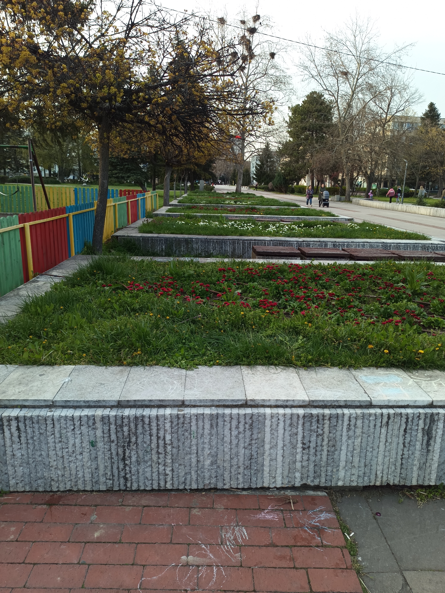 The image depicts a street scene in Targovishte, Bulgaria, featuring a series of elevated flower beds along a pedestrian walkway. The flower beds are constructed with a gray, textured concrete base and a smooth, light gray coping. The beds are filled with green grass, red daisies, and some white flowers in the distance.
To the left, there is a colorful fence made of vertical wooden slats painted in green, yellow, red, and blue. Trees with budding yellow leaves are present near the fence. Further down the walkway, there are other trees, some with visible bird nests.
In the background, people are walking along the walkway. A woman is pushing a stroller. Buildings are visible in the distance. The ground in the foreground consists of red brick pavers with some chalk drawings on them.
