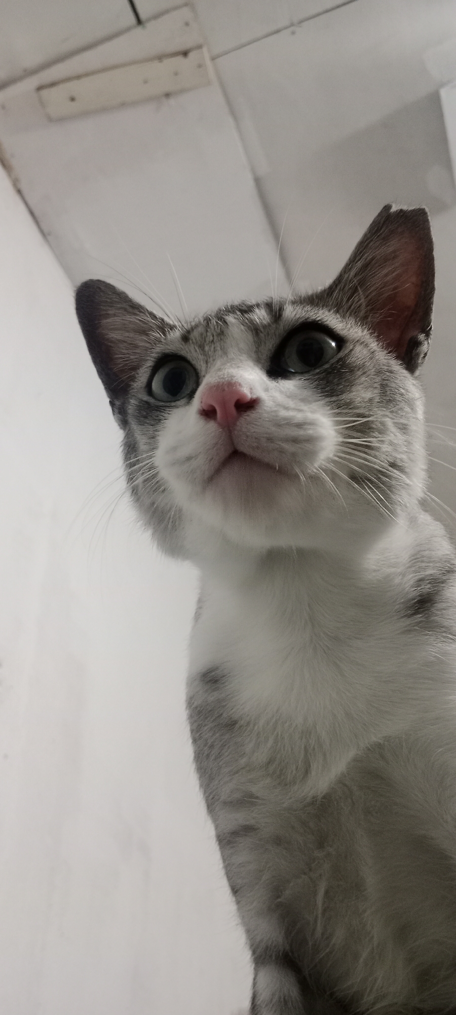 An extreme low-angle, close-up, vertical shot captures a domestic cat from below, looking upwards. The cat has grey and white fur with tabby markings on its head, ears, and body. Its eyes are wide and appear to be a light green or blue color, and its nose is a vibrant pink. The cat's ears are pointed and alert. The background is a plain, light-colored surface, possibly a ceiling or wall, with some indistinct architectural details. There is no indication of the cat's specific location within Tanjung Pinang, Indonesia, or any other environmental context beyond the immediate background. The image focuses solely on the cat's face and upper body.