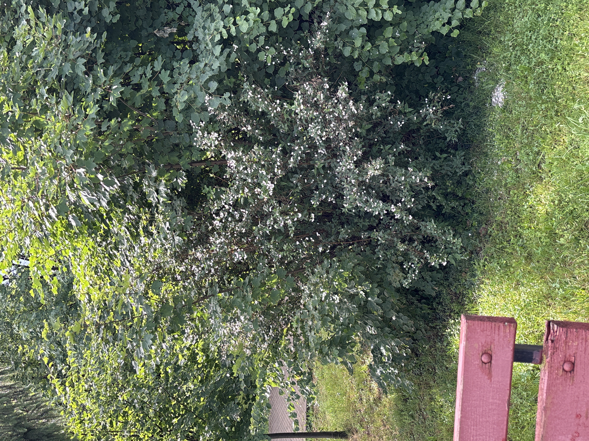 A full shot shows a cluster of trees and bushes in the foreground, with a patch of grass and a red park bench on the left side of the image. The trees are dense and full of green leaves, with some sunlight filtering through them. The bush in the center is covered in small white flowers. In the background, there is more greenery, and a light gray pathway. The scene is outdoors, and the weather appears to be sunny. There are no people visible in the image.