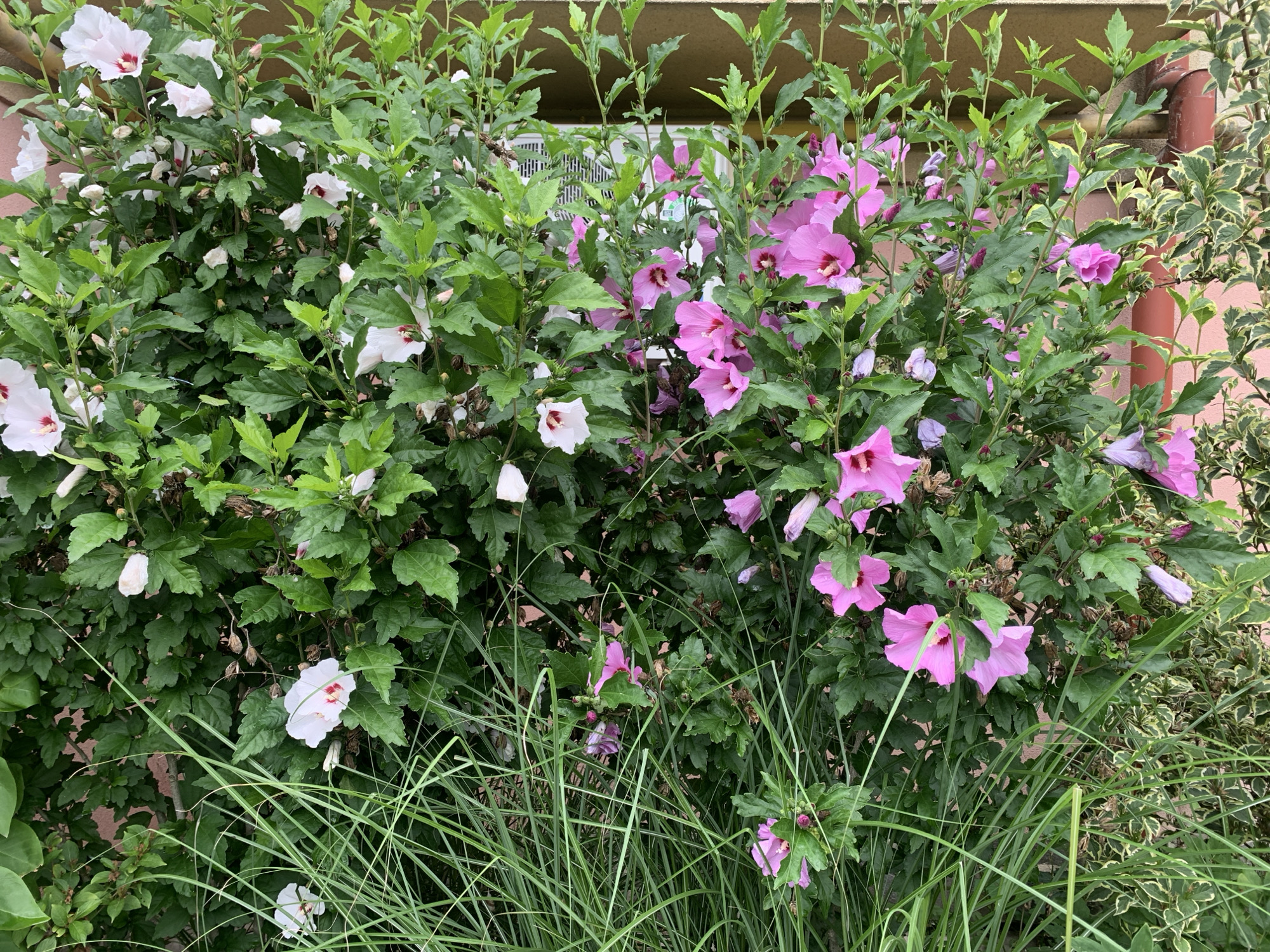 The image shows a dense flowering shrub with pink and white hibiscus blossoms. The shrub is full of green leaves and some dried seed pods. In the foreground, long green grass blades obscure the lower part of the shrub. In the background, a light-colored, textured wall and a section of a building with a red pipe are visible. The setting appears to be an outdoor environment, possibly a garden or yard in Kolomyia, Ukraine. There are no people or animals present in the image.