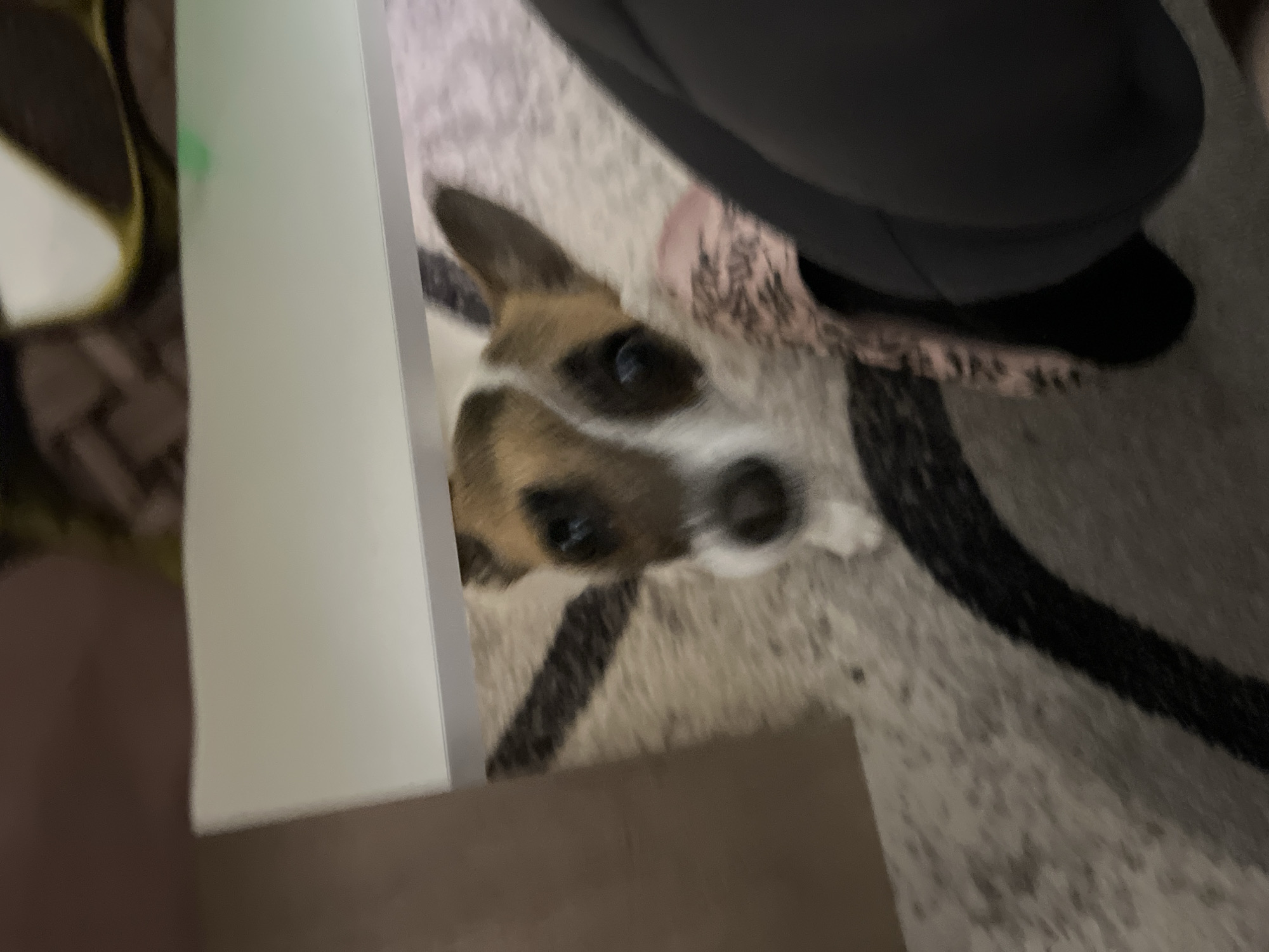 A dog with brown and white fur looks up at the camera. The dog is partially obscured by a white panel on the left. An individual wearing black clothing is positioned above the dog, likely seated. The scene unfolds on a patterned rug. The location is not discernible from this image.