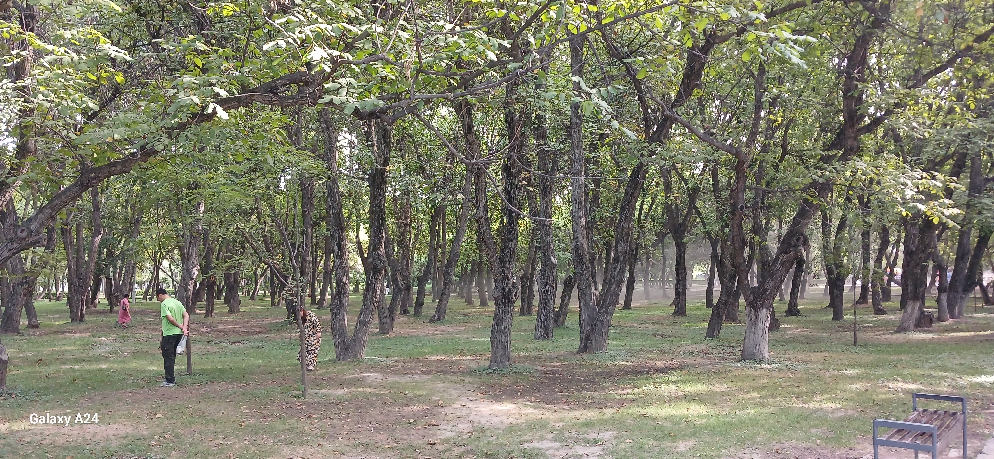 A man wearing a green t-shirt and dark pants stands in a park, holding a white plastic bag. He is facing away from the camera and looking into a dense grove of trees. To his left and further back, a person in a pink dress walks away from the camera. The park has a grassy ground with scattered fallen leaves and the trees are closely planted, creating a shaded environment. A metal bench is visible in the lower right corner of the image. The scene appears to be a public park within Bishkek City, Kyrgyzstan.