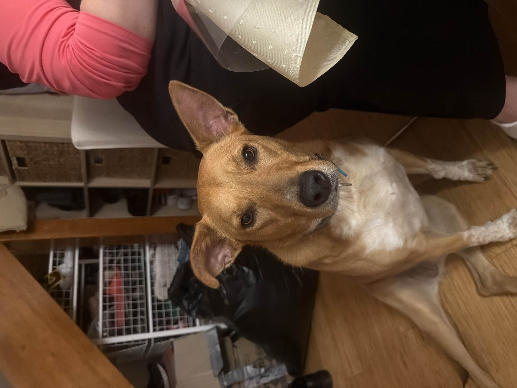 The image shows a medium-sized, short-haired dog with tan and white fur, sitting on a wooden floor. The dog has large, expressive ears and is looking directly at the camera. Behind the dog, there is a large black trash bag. To the left of the trash bag, there are shelves filled with various items, including what appears to be shoe boxes and plastic containers. A person, only their lower body and right arm are visible, is sitting to the right of the dog. They are wearing a bright pink, long-sleeved top and black pants. A piece of cream-colored fabric with a subtle pattern is draped over their lap. The overall environment appears to be indoors, possibly a home or storage area, with a wooden sloped ceiling visible in the background. The location is not specified as being in Mordialloc, Australia.
