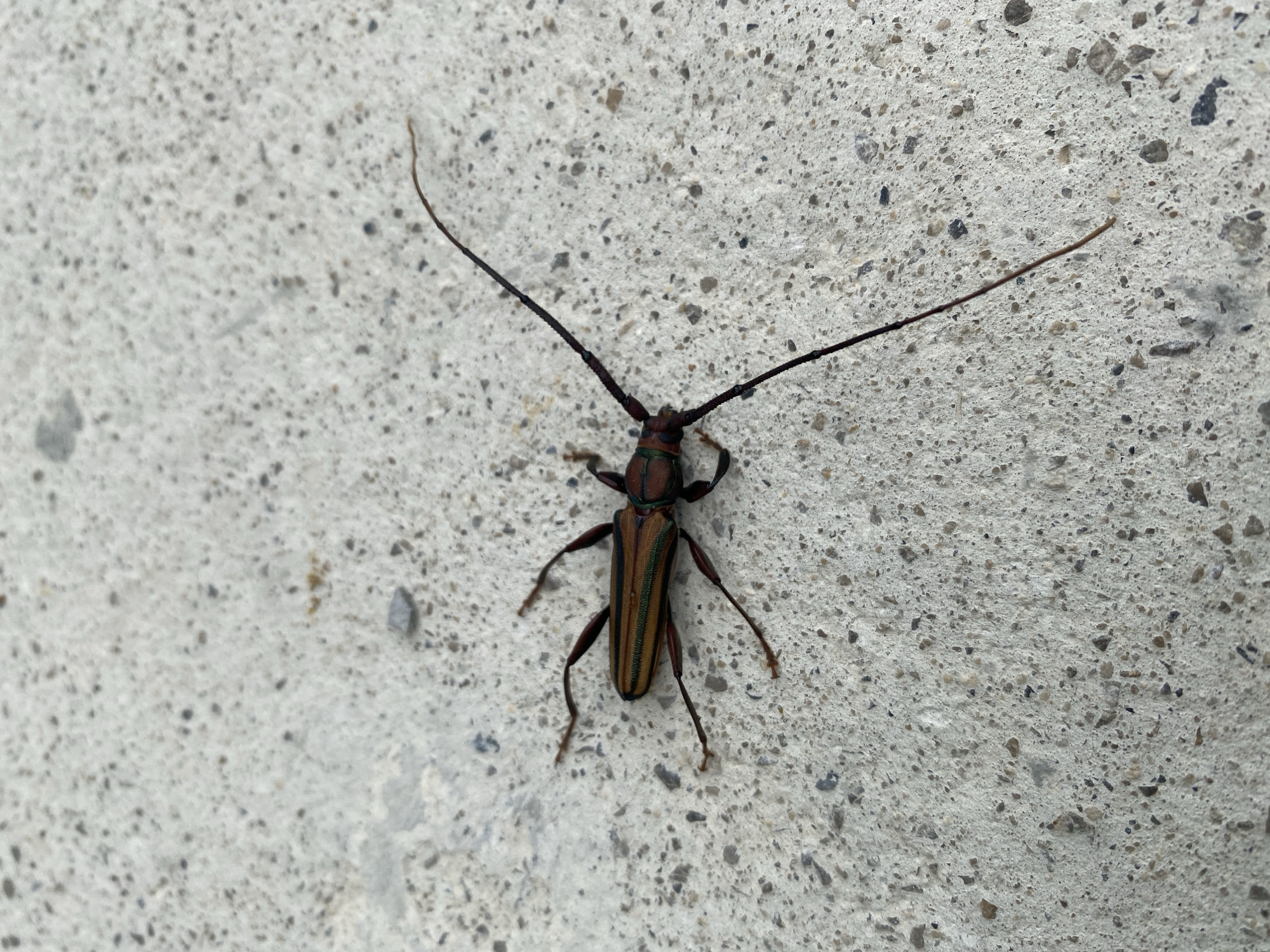 A longhorn beetle, likely of the subfamily Cerambycinae, is resting on a gray, textured concrete surface. The beetle's body is brown with dark stripes and has very long antennae. The concrete shows a fine aggregate composition. The location, Thep Krasatti, Thailand, is provided as context but is not visually verifiable from the image alone. There are no people, actions, or interactions depicted.