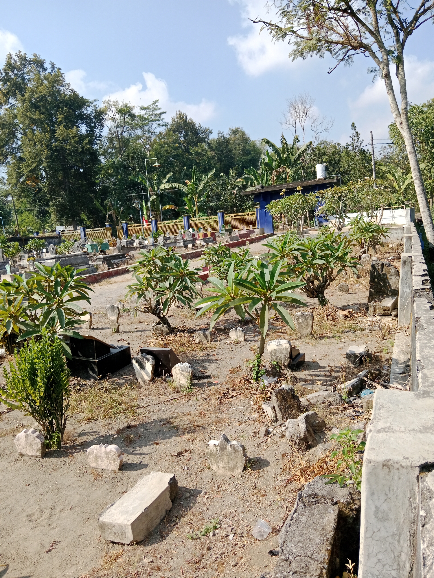 The image depicts a cemetery in Susuhbango, Indonesia, on a sunny day. The ground is covered in sand and dry grass, with several gravestones scattered throughout the area. Some gravestones are upright, while others are broken and lying on the ground.
In the foreground, there are several young trees with green leaves, possibly frangipani trees, growing among the gravestones. To the left, a small, manicured green bush stands out. In the mid-ground, a black rectangular object, possibly a sarcophagus or a large planter, is visible.
In the background, a yellow fence with blue posts encloses a section of the cemetery. Beyond the fence, more gravestones are visible, as well as various trees and some buildings with blue and white accents. The sky is clear with a few scattered white clouds. The overall scene suggests a weathered and perhaps aged cemetery environment under a bright sky.