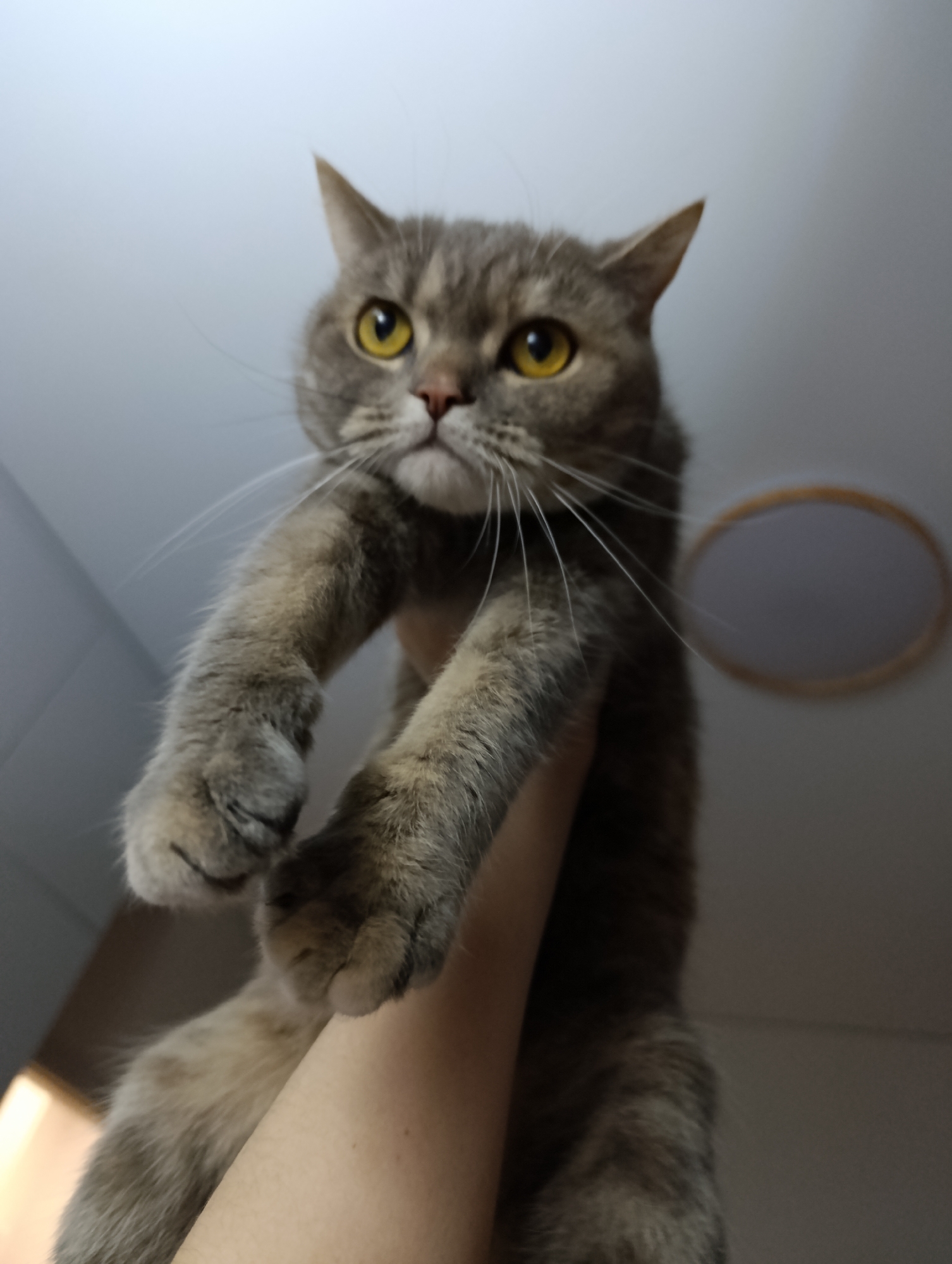 A gray and brown cat with yellow eyes is being held up by a person. The cat is looking forward with a slightly disgruntled expression. The person's arm holding the cat is visible. In the background, a ceiling light fixture can be seen. There is no indication of the city of Chaikovsky, Russia in the image.