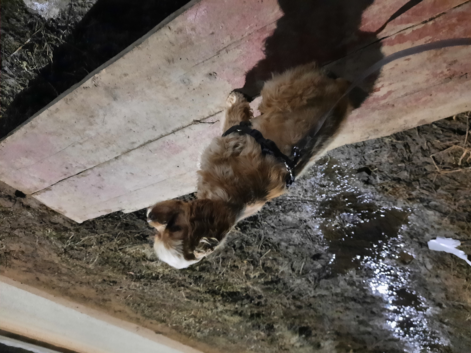 The image shows a medium-sized, brown, long-haired dog with a white blaze standing on a wooden platform. The dog is wearing a black harness and leash. The background consists of dirt, water, and vegetation. The location is the city of Krasnogorskoye, Russia.