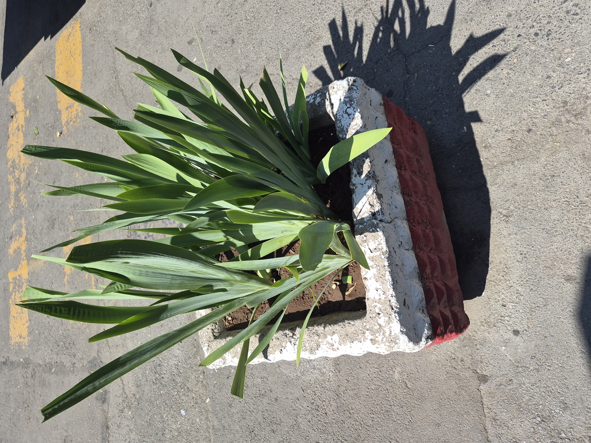 A square concrete planter, painted white on top and red on the bottom with a textured pattern, sits on a gray asphalt surface. The planter is filled with lush green plants with long, sword-shaped leaves. Yellow painted lines are visible on the asphalt in the background, suggesting a road or parking area. The scene is illuminated by bright sunlight, casting distinct shadows from the plants and planter onto the asphalt. The overall environment appears to be an outdoor urban setting. Based on the architecture and urban design elements visible, this image was likely taken in Yerevan, Armenia.