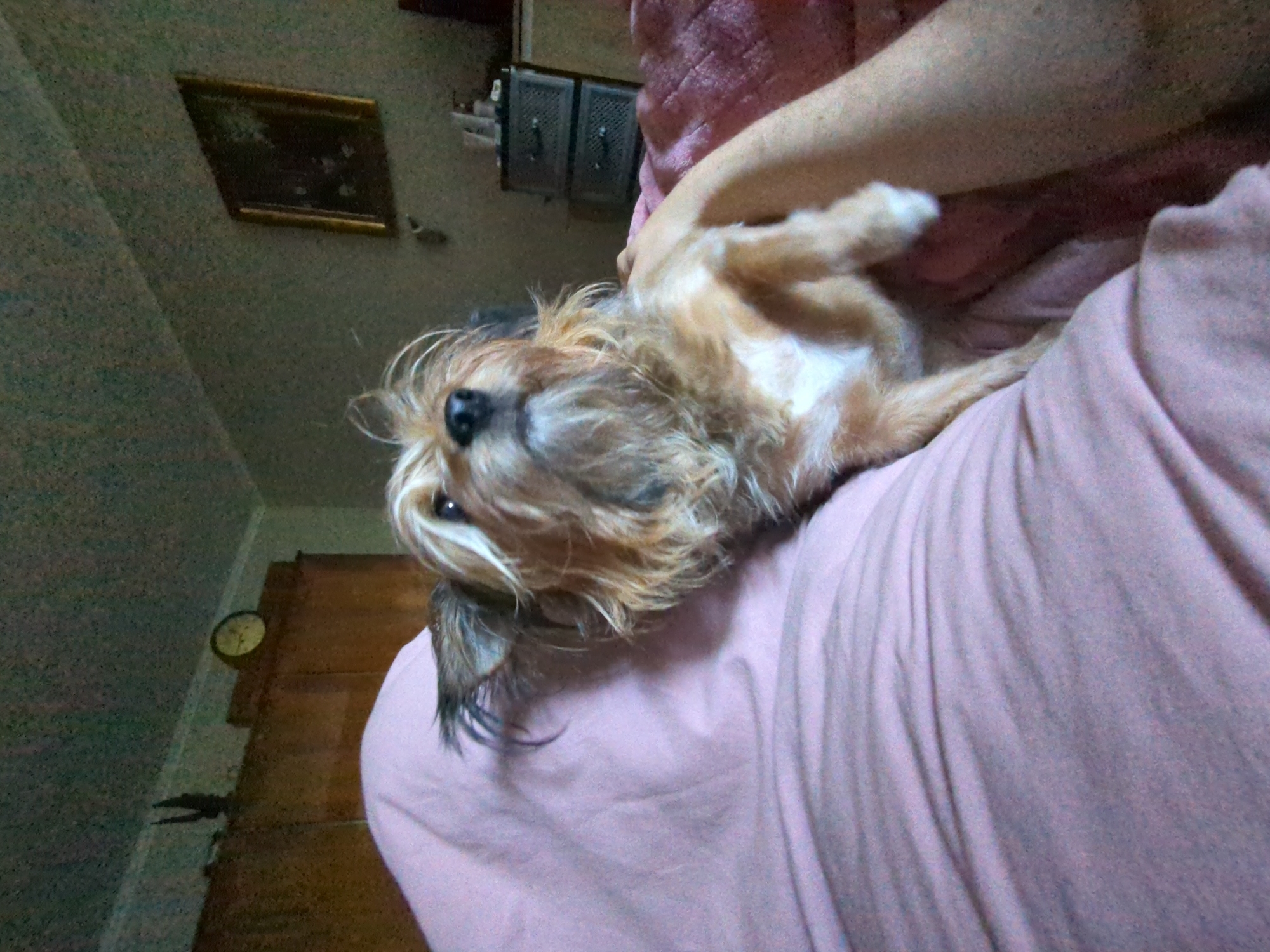 The image shows a small, scruffy dog with light brown and white fur, looking upwards. The dog is lying on a pink blanket with a person's arm resting on the blanket and near the dog. The background suggests an indoor setting, possibly a bedroom, with a wooden dresser or wardrobe, a circular clock on the wall, and a framed picture. Further in the background, there are two drawers or a small dresser. The lighting appears to be dim. The overall scene is casual and domestic. There are no discernible landmarks that would place this image specifically in Boryspil, Ukraine.