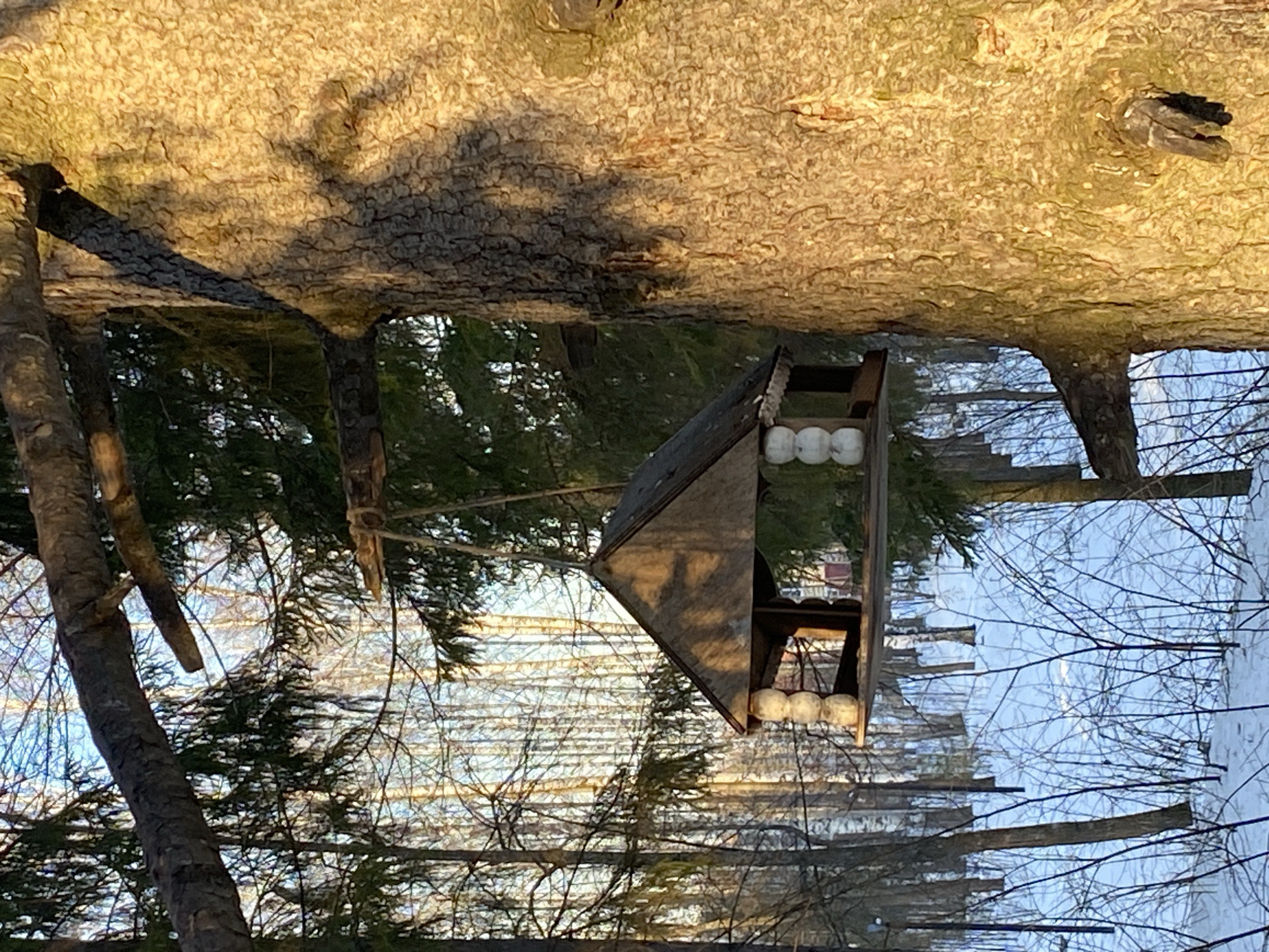 This image depicts a winter scene in a wooded area in Noviy, Russia. A wooden bird feeder, designed like a small house with a gabled roof and decorative white cylindrical posts, hangs from a tree branch in the midground. To the right, the textured bark of a large tree trunk is prominently illuminated by golden sunlight, casting a distinct shadow across its surface. The background features a dense collection of trees, including both bare deciduous trees with thin branches and evergreen conifers, with sunlight filtering through the canopy. The ground is covered uniformly with snow, and patches of clear blue sky are visible through the upper tree branches. No people are present.
