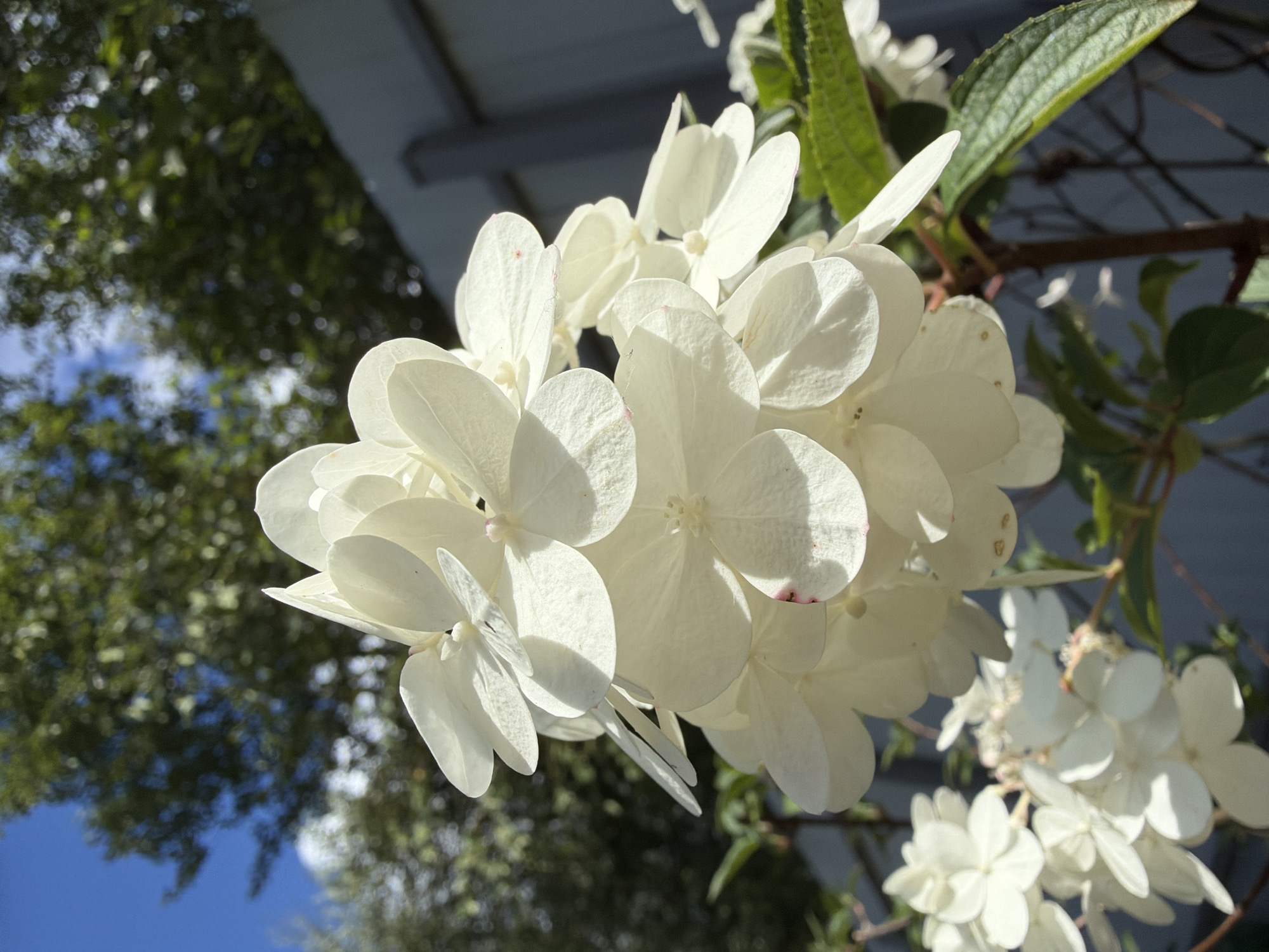 An extreme close-up shot focuses on a cluster of delicate white hydrangea flowers. The petals are layered and slightly curled, with subtle hints of pink at their edges and some faint brown spots. Sunlight casts shadows across the blooms, highlighting their texture. In the background, out of focus, are lush green trees and a light blue sky. To the right, a portion of a grey fence is visible. The scene appears to be outdoors, possibly in a garden within the city of Imeni Vorovskogo, Russia. There are no people or animals present in the image.