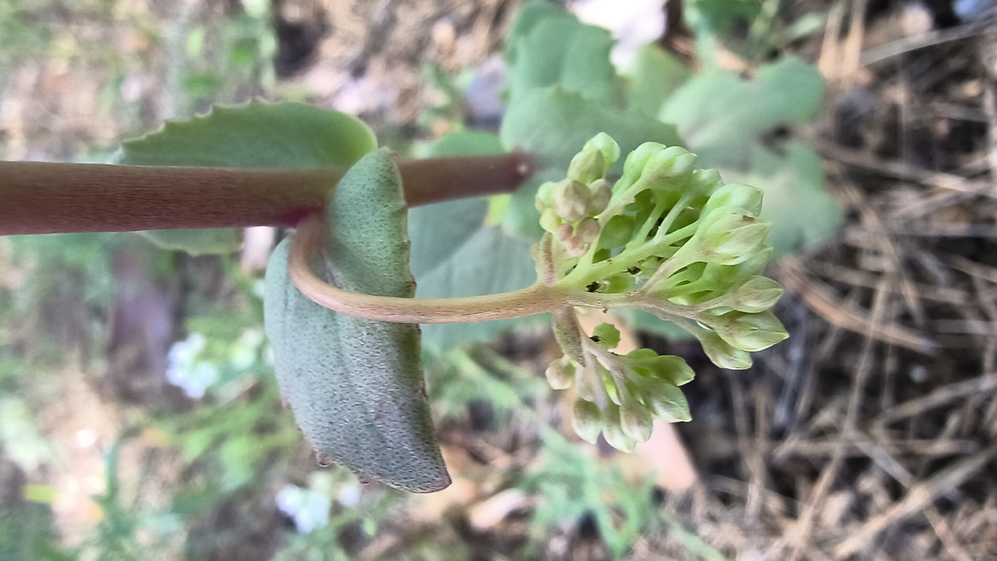 An extreme close-up shot focuses on a delicate cluster of pale green flower buds, some of which are beginning to unfurl. The buds are suspended from a slender, arching stem that is a light reddish-brown color. Behind the flower buds, a large, textured, grayish-green leaf is visible, its surface appearing somewhat fuzzy. A thicker, reddish-brown stem stands upright in the upper right quadrant of the image, partially obscuring other green leaves. The background is softly blurred, showing a mix of dry, straw-like material on the ground and hints of green foliage and small white flowers. There are no people or animals present in the image, nor any indications of human activity or specific locations within Mikhaylovka, Russia. The scene depicts a natural, botanical subject in an outdoor setting.