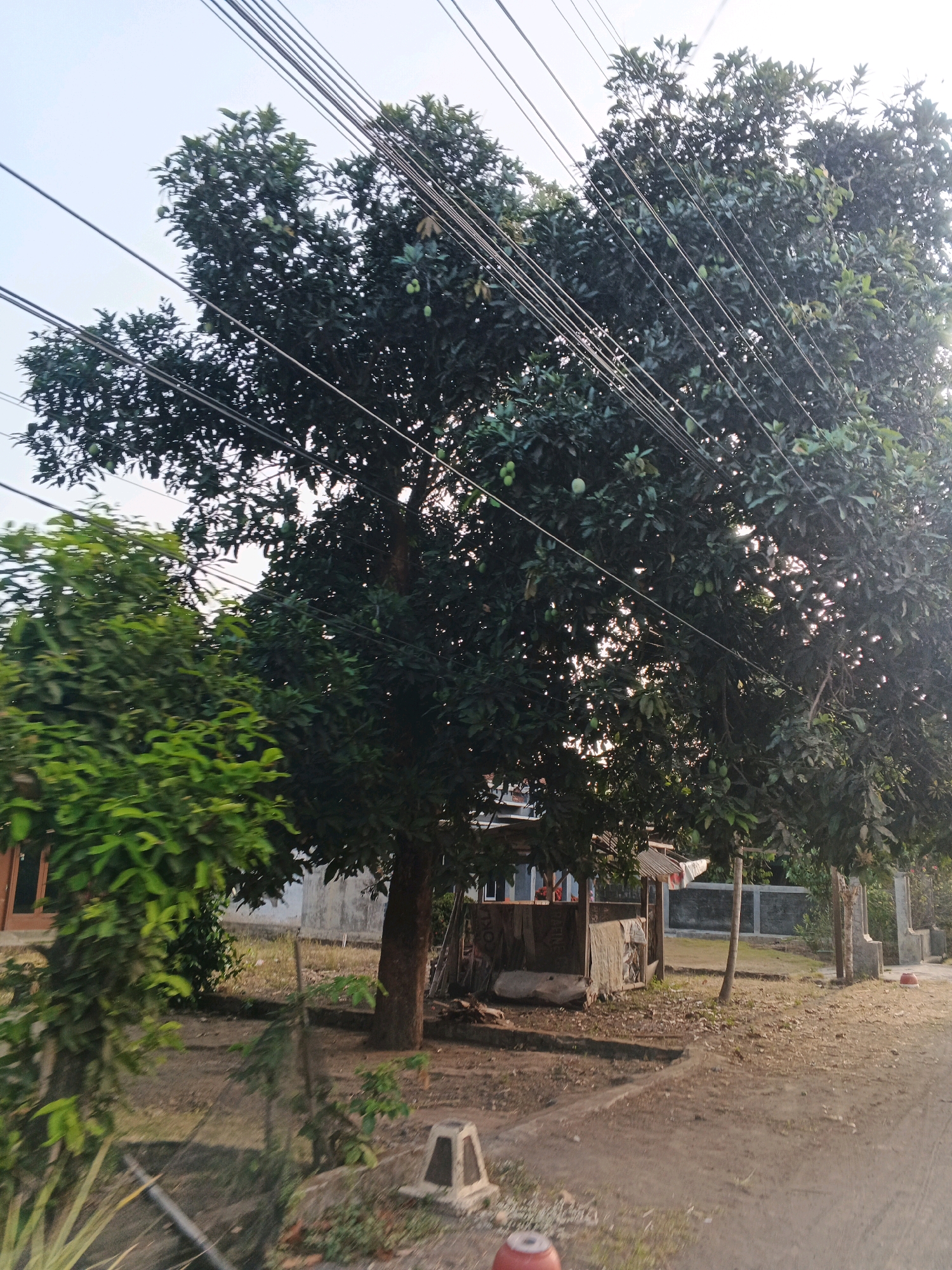In Planjan, Indonesia, a mature tree, possibly a mango tree laden with green fruit, dominates the frame, its branches interwoven with a dense network of overhead power lines. The tree stands in a semi-arid, rural environment, evidenced by the dusty ground, sparse vegetation, and a simple, rustic wooden shelter to its right, draped with fabric. Behind the shelter, a gray concrete wall and a fence suggest the presence of residential or communal areas. To the left, a smaller, vibrant green tree offers a contrast in foliage. The scene is bathed in the warm light of late afternoon or early morning, casting long shadows and creating a dappled effect through the tree's leaves. A white concrete block with a triangular top sits on the ground in the foreground, hinting at infrastructure or a marker. The overall impression is one of everyday life in a tropical, developing region, where nature, utility, and simple dwellings coexist.