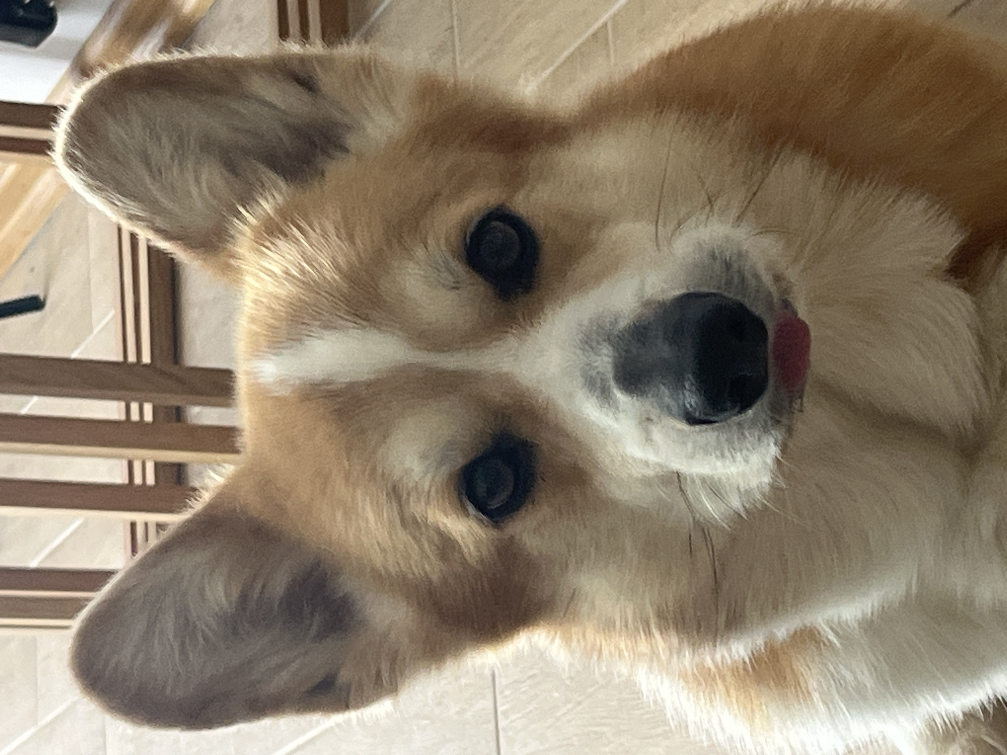 A close-up, slightly angled view of a tan and white corgi dog. The dog's head is tilted, bringing one ear closer to the top left corner of the frame. The dog has dark eyes, a black nose, and a hint of pink tongue visible near the nose. Behind the dog are beige and brown wooden slats, seemingly part of blinds. The background surface is a light-colored tile. No information about the location of Budva, Montenegro can be determined from the image.