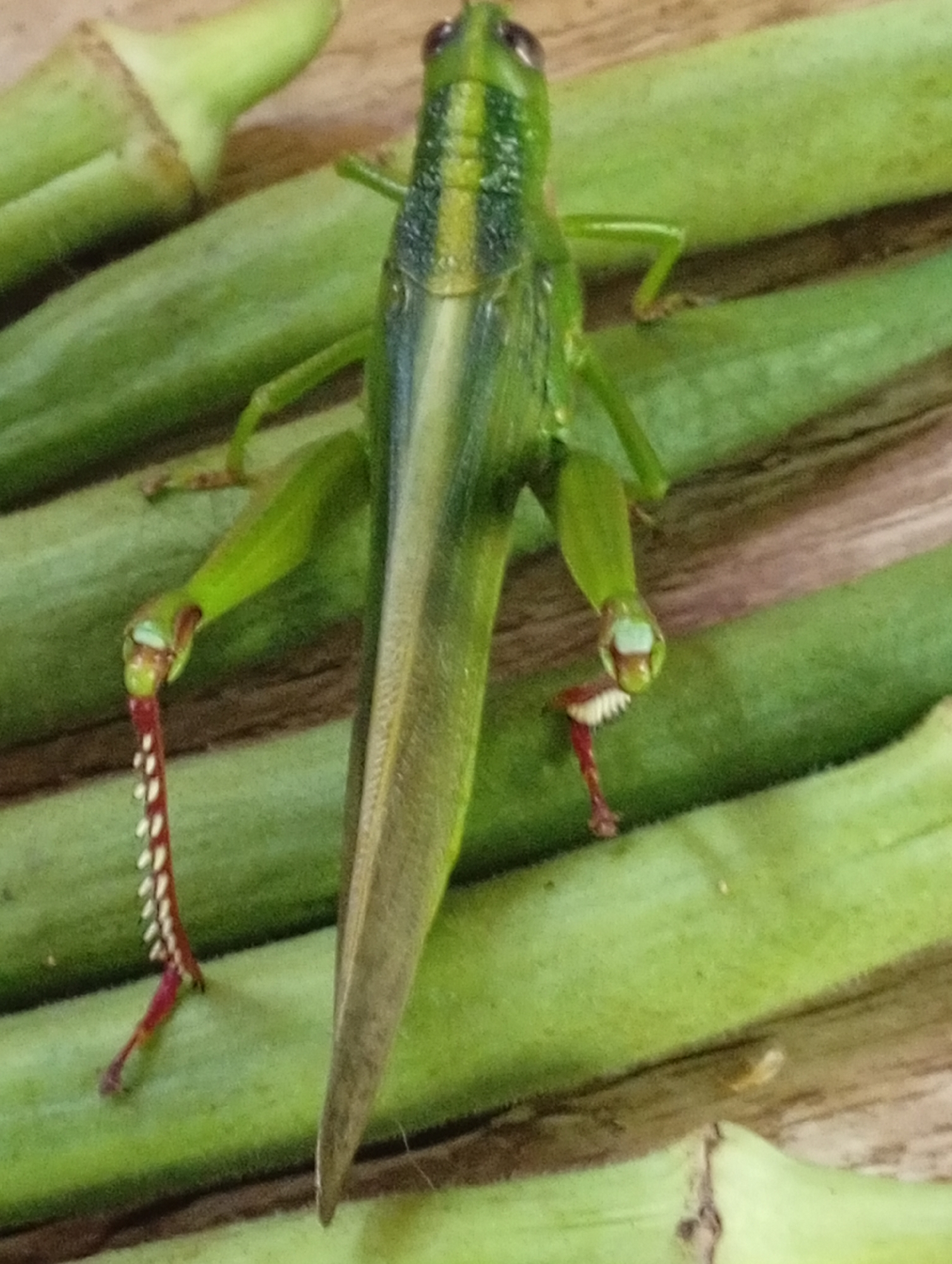 A close-up, high-angle shot shows a green grasshopper resting on a pile of green okra pods. The grasshopper is positioned vertically in the frame, its body running the length of several pods. Its legs are visible, with the hind legs extended and appearing to have red and white markings. The okra pods are long and slightly curved, with some texture visible on their surfaces. The background is out of focus, but appears to be a wooden surface. The image is well-lit, with natural light casting subtle shadows. The scene is located in Carmen, Philippines.