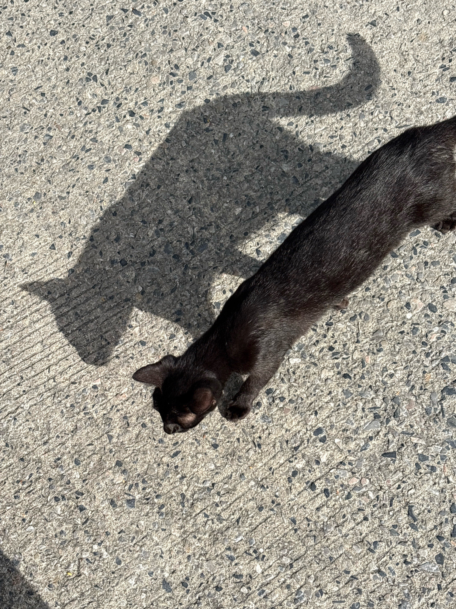 A black cat with a dark fur coat is stretching out on a textured concrete surface. Its body is elongated, with its head bent downwards towards the ground. A prominent shadow of the cat, mirroring its stretched posture and distinct tail shape, is cast across the concrete. The environment appears to be outdoors, likely a street or walkway, as suggested by the concrete and the bright sunlight casting the shadow. The image was taken in Choeng Thale, Thailand.