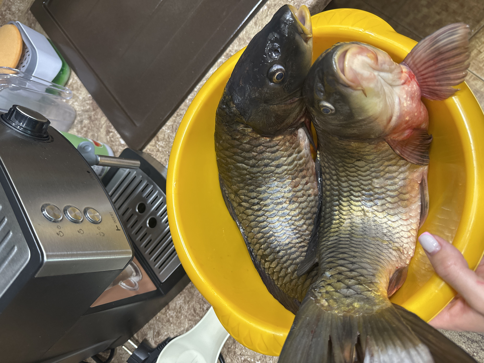 The image presents a close-up, slightly overhead view of two large, dark-scaled fish, likely carp, held in a bright yellow plastic bowl. One fish has noticeable reddish gills and an open mouth. A person's hand, with neatly manicured nails (white with pink tips), is visible on the right side, holding the bowl.
The scene is set in an indoor kitchen or utility area, with a textured countertop forming the background. To the left, a significant portion of a black and stainless steel espresso machine or coffee maker is visible. This appliance features a large silver knob on top, three round silver buttons on its front panel (each with a distinct symbol, suggesting different coffee functions like single shot, double shot, and steam), a steam wand, and a drip tray. The word "INSERT" with an arrow pointing to a slot is visible on the machine. Other objects in the blurry background include a brown rectangular mat or tray, a clear container, a grey and white sponge holder, and a green item. A white utensil is partially visible below the yellow bowl.
The activity depicted is the preparation or handling of fresh fish, possibly before cooking. The overall lighting suggests it is daytime. No specific emotions are discernible from the partial human presence or the fish. The provided context indicates the location is Sayanogorsk, Russia.