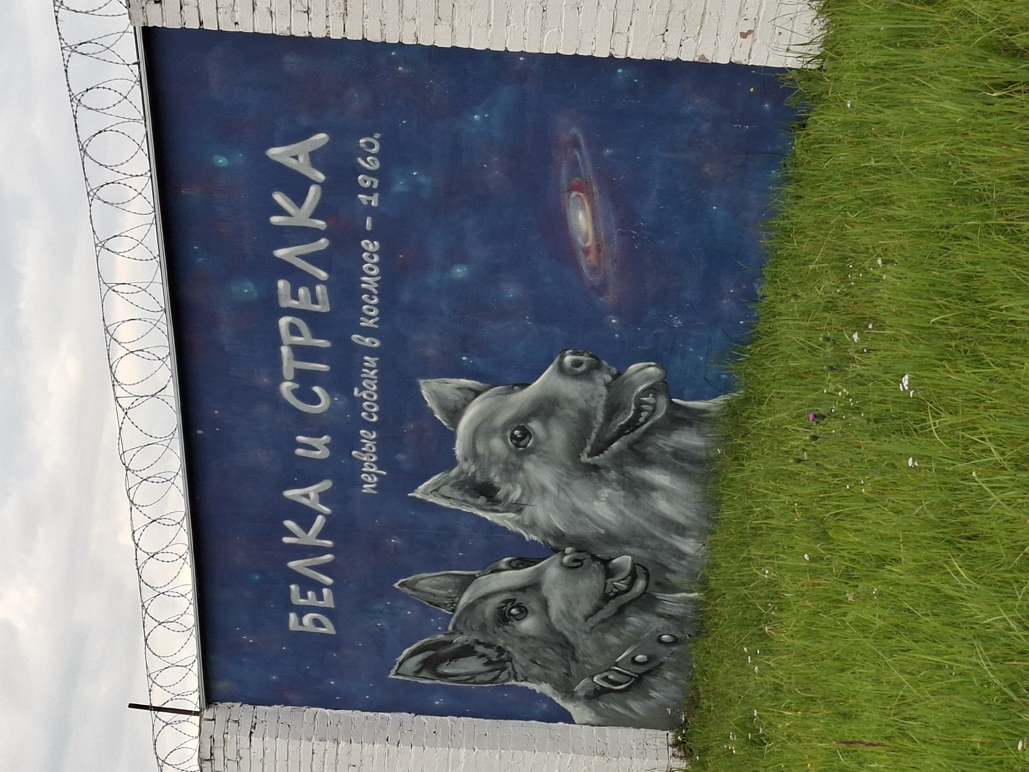 A mural is painted on a blue wall, depicting two dogs, Belka and Strelka, in front of a starry sky with a galaxy. The text "БЕЛКА И СТРЕЛКА" is painted above the dogs in large silver letters, and below that, in smaller cursive text, "первые собаки в космосе - 1960." The wall is topped with barbed wire and is bordered by white brick pillars on either side. In front of the wall is a patch of green grass with small white and purple wildflowers. The image appears to be taken outdoors on an overcast day.