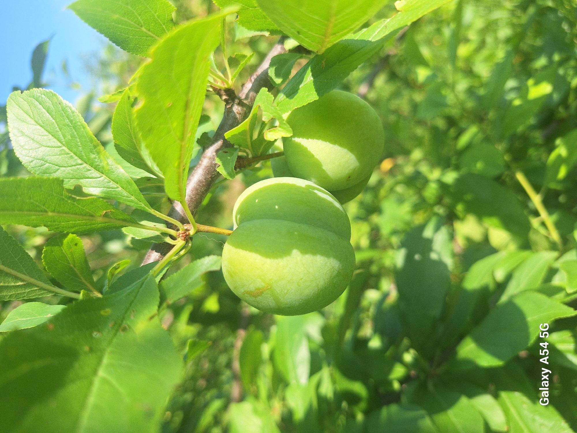 This media file features a close-up shot of two unripe green plums hanging from a branch of a plum tree. The plums are round and smooth, with a slight indentation down the center of each. They are a vibrant green color, indicating they are not yet ripe. The branch is covered in lush green leaves, some of which are slightly tattered, suggesting the presence of insects. The background is a blur of green foliage and a bright blue sky, indicating it is a clear, sunny day. Sunlight dapples the plums and leaves, creating highlights and shadows. The overall scene suggests a natural, outdoor setting, likely a garden or orchard. The image is captured in portrait orientation. There is no visible text other than the watermark "Galaxy A54 5G" in the lower right corner. The location is given as Altud, Russia. The time of day appears to be daytime, given the bright sunlight. The weather seems to be fair and sunny.