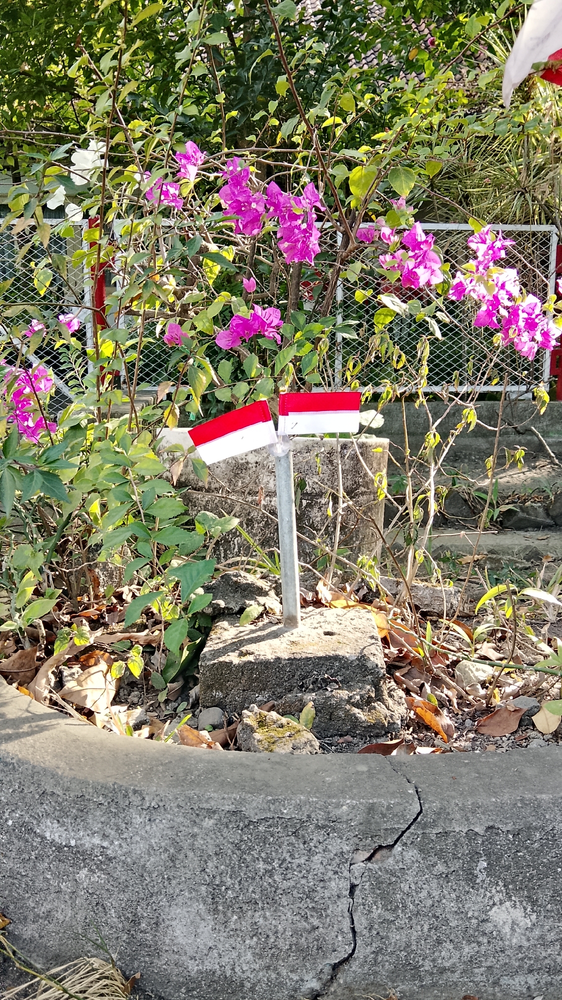 In a garden setting, two small flags, displaying red and white horizontal stripes, are mounted on a metal pole. The flags are positioned in front of a dense growth of vibrant pink bougainvillea flowers and green foliage. Behind the plants, a white metal fence is visible. The flags are planted in a weathered concrete structure, surrounded by fallen leaves and dry grass. A cracked concrete curb is in the foreground. The scene suggests an outdoor location in Tlogobendung, Indonesia, possibly a public space or a residential garden decorated with national symbols.