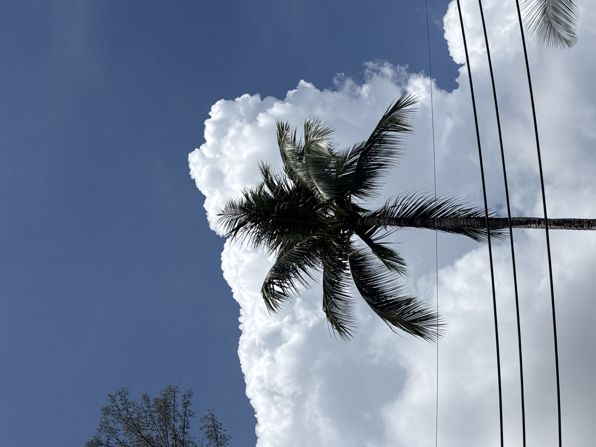 The image shows a palm tree in Choeng Thale, Thailand, against a backdrop of partly cloudy sky. The left side of the frame is filled with a clear blue sky, while the right side is dominated by large, puffy white clouds. A palm tree is centrally positioned, its trunk stretching horizontally across the frame. Several power lines run vertically on the right side of the tree. A small portion of another tree can be seen in the bottom left corner. The overall orientation suggests the photograph was taken looking upward.