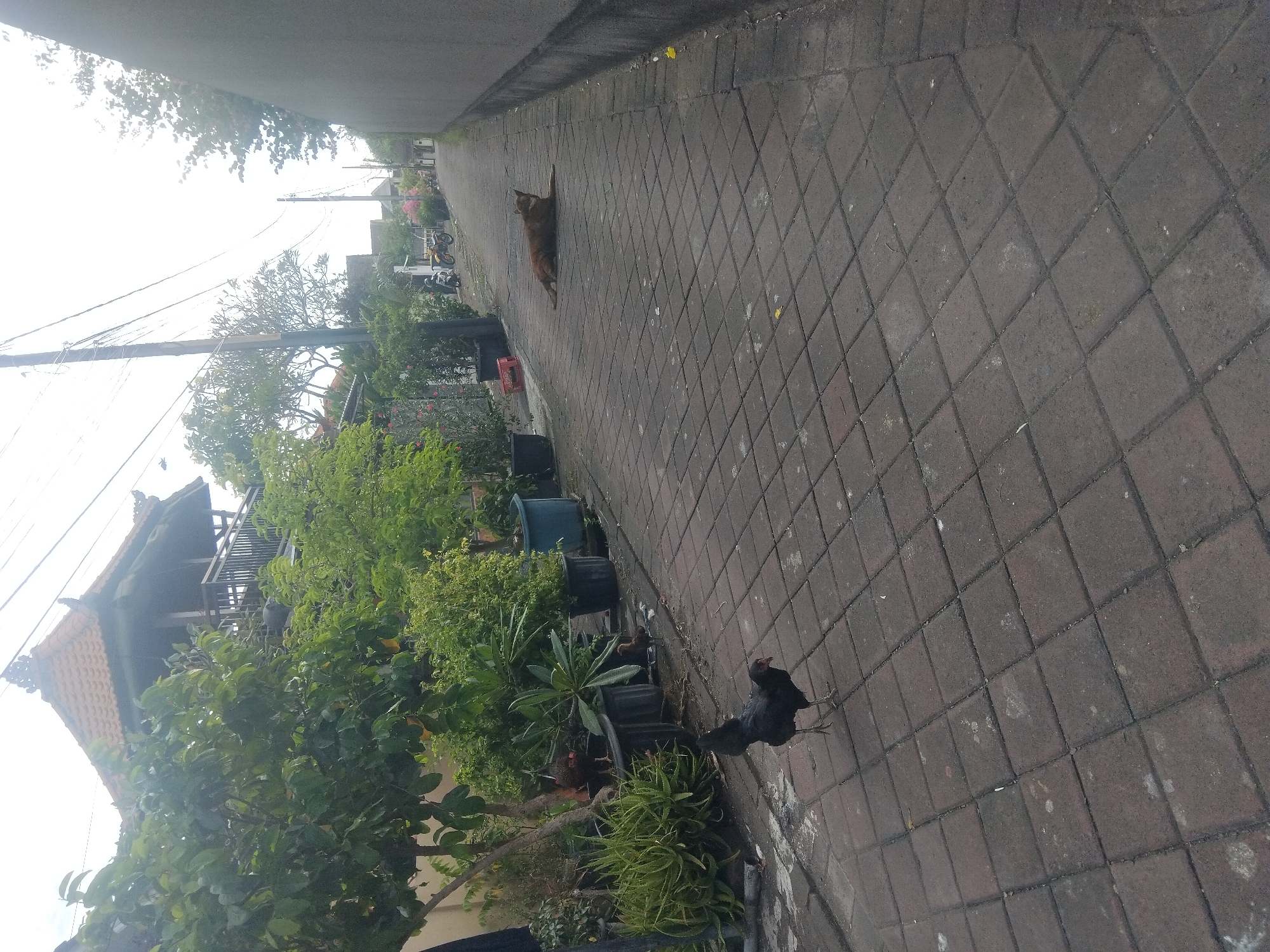 The image shows a street scene in Unknown, Unknown. The ground is paved with square brown bricks. A brown cat is lying lengthwise on the pavement closer to the top of the frame. A black chicken is standing on the pavement in the lower right corner. To the left of the pavement is a row of potted plants and trees. In the background, there are houses, trees, and utility poles. The sky is overcast.