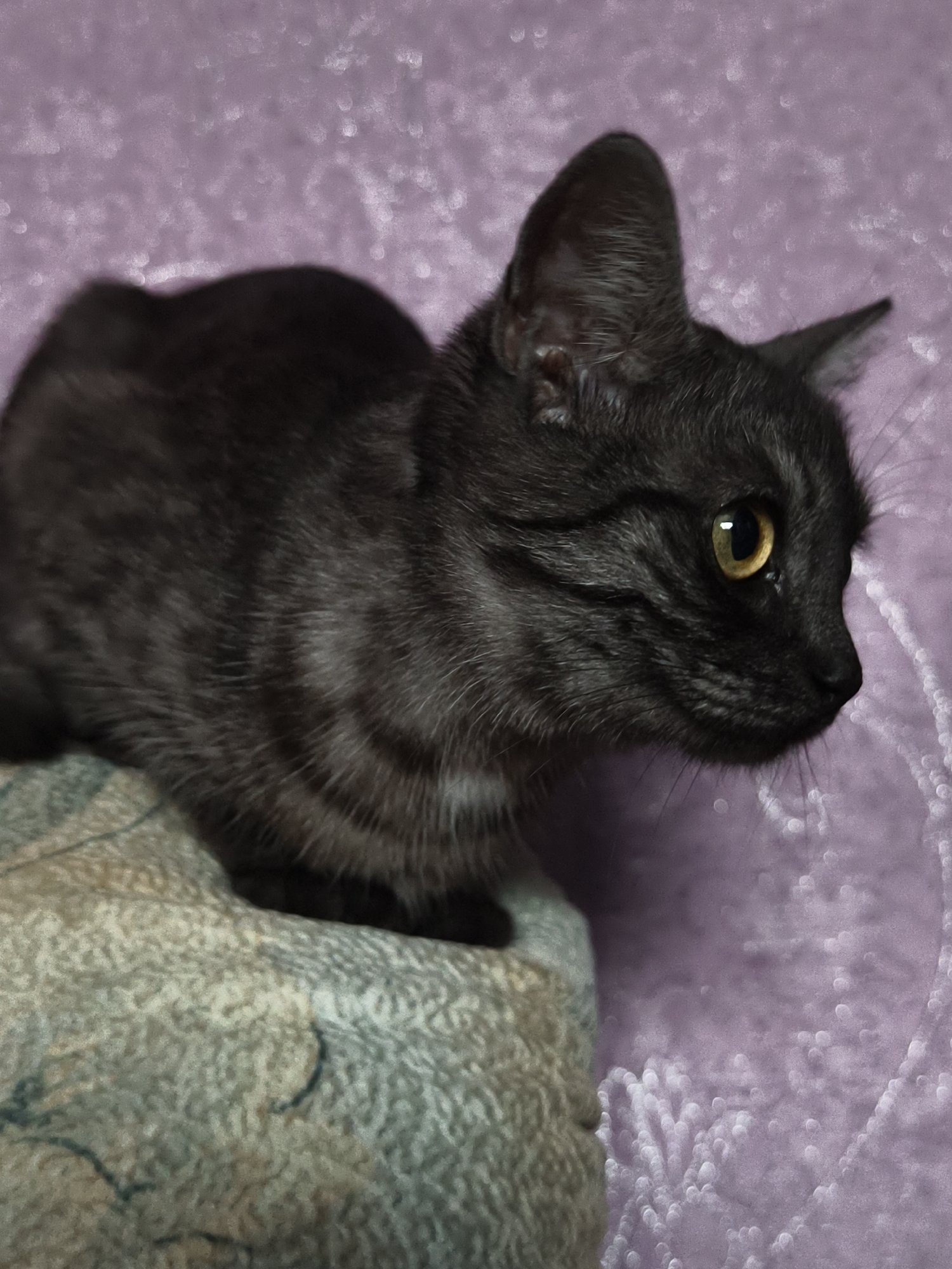 A medium close-up shot captures a black kitten with striking yellow eyes, its gaze fixed intently off-camera to the right. The kitten is positioned on a textured, patterned surface that appears to be a cushion or upholstered furniture. Its fur exhibits subtle tabby markings. The background is a soft, out-of-focus purple wall with a glittery or textured finish, creating a bokeh effect with small, circular highlights. The lighting appears to be ambient, highlighting the kitten's features and the textures of its surroundings. There are no visible humans or other animals. The scene is indoors, suggesting a domestic setting. The location of Семилетка, Russia is not ascertainable from the image itself.