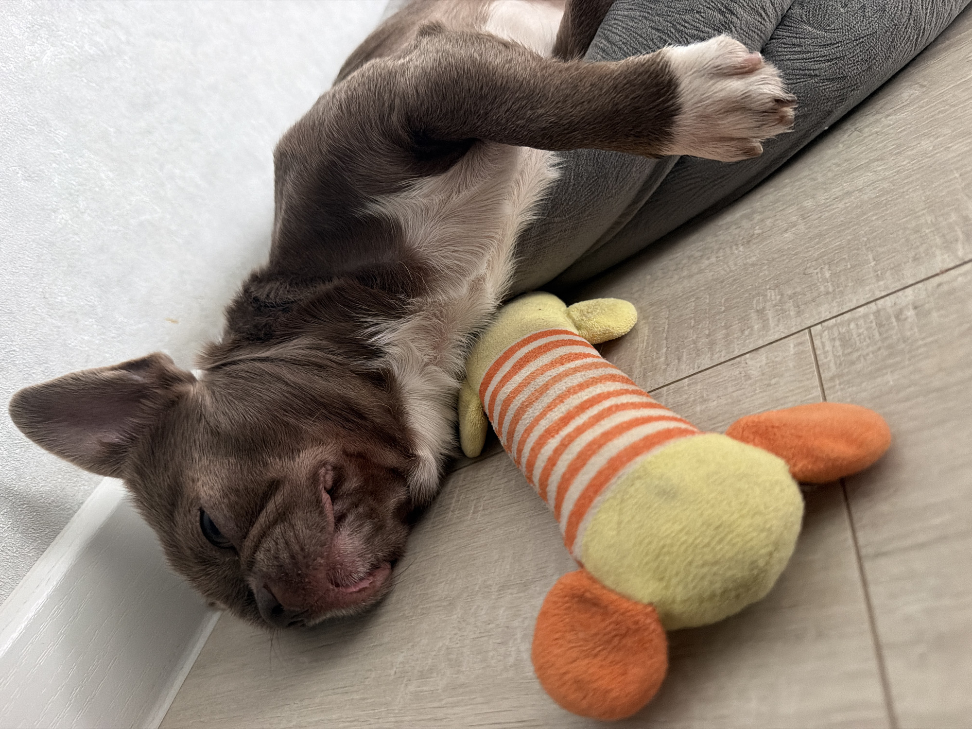 A brown and white French bulldog puppy lies asleep on its side next to a plush toy. The puppy's head is resting on a gray dog bed, and its body is partially on the bed and partially on a light-colored laminate floor. The puppy's eyes are closed, and its mouth is slightly open, revealing its tongue. The plush toy is orange and yellow with white stripes, and it is lying on the floor next to the puppy. The background is a white wall and a white baseboard. The lighting is natural, coming from an unseen window. The scene appears to be indoors, in a residential setting. The image has been taken in Votkinsk, Russia.