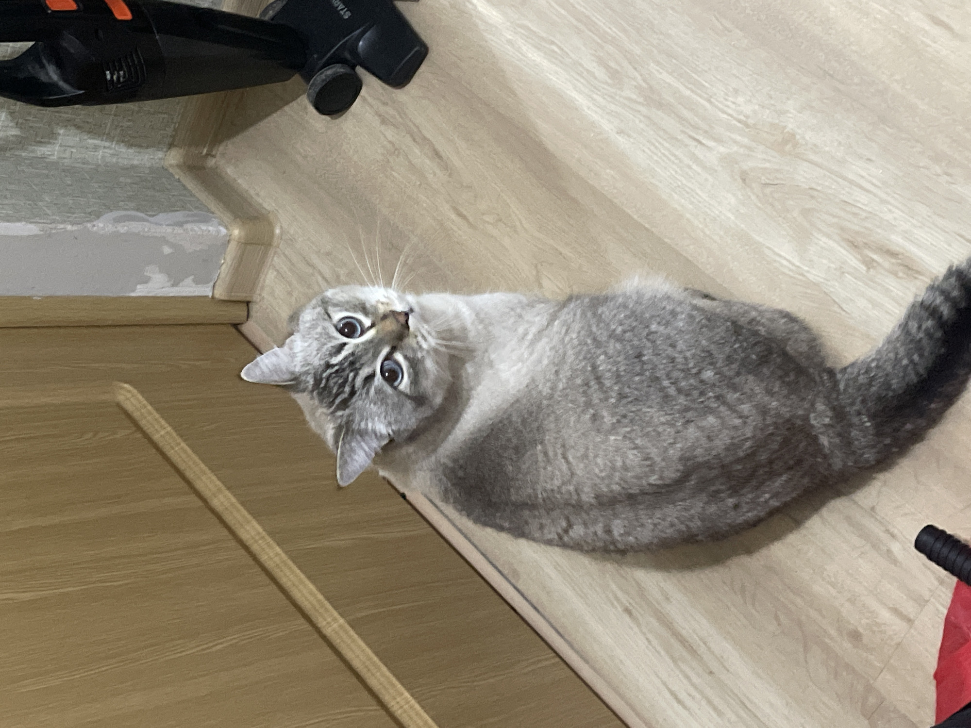 This indoor photograph, taken in Votkinsk, Russia, features a light grey tabby cat as its central subject. The cat is lying on a light wood laminate floor, its body curled, and it looks directly upwards at the camera with wide, alert blue-green eyes. Darker tabby markings are visible on its face, ears, and tail.
In the upper left corner, a black and orange handheld vacuum cleaner is partially visible, with the letters "STA" discernible on its side. A wooden stick or dowel lies on the floor in the lower-left portion of the frame. A small red object is also barely visible in the bottom right corner. The setting appears to be a residential interior, characterized by the wooden flooring and a light-colored baseboard or wall transition strip visible behind the vacuum cleaner. The cat's gaze suggests curiosity or a moment of playful attention towards something out of frame. The lighting is uniform, typical of an indoor environment.
