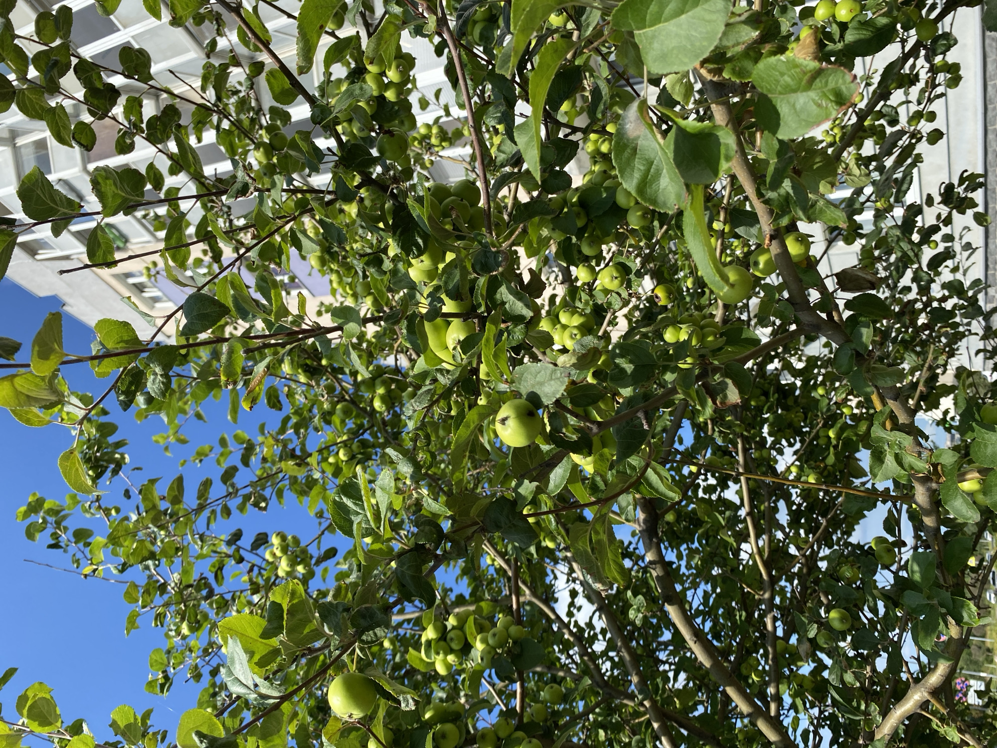 This is a ground-level, medium-distance, outdoor, vertical shot of a tree laden with small, green, unripe apples, set against a bright blue sky and the facade of a multi-story building. The tree branches are dense with lush green leaves and numerous fruits. The building in the background appears to be residential, with light-colored walls and windows. The sunlight creates highlights and shadows on the foliage and fruit. The scene suggests an urban environment, possibly a courtyard or a park area within the city of Saint Petersburg, Russia, where trees are commonly planted near residential buildings. There are no people visible in the image, and no action is taking place.