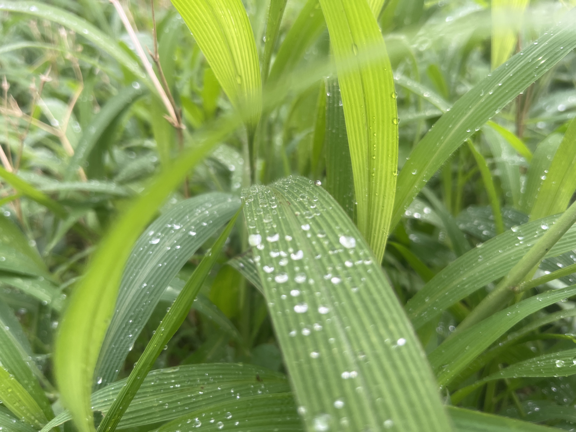 The image shows a close-up view of green grass blades covered in water droplets. The blades have parallel veins running along their length. Some dried stalks are visible in the background. The location of the image is in the city of Jos, Nigeria. There are no people, actions, or interactions visible.