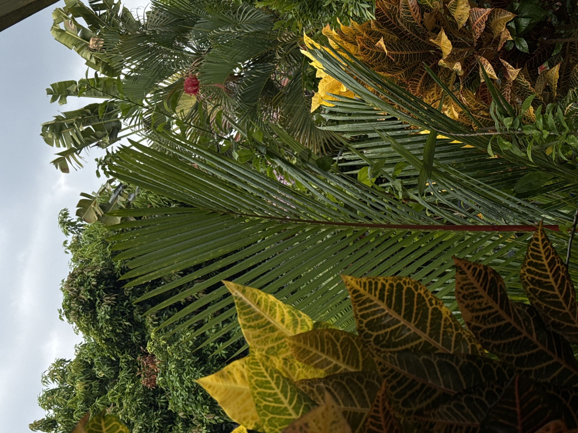 A low-angle shot shows lush tropical foliage in Tibubeneng, Indonesia. A palm frond dominates the center of the image, interspersed with other palm trees and a banana tree in the upper left. Colorful croton leaves are visible in the lower right and upper right. The sky is overcast in the upper left corner.