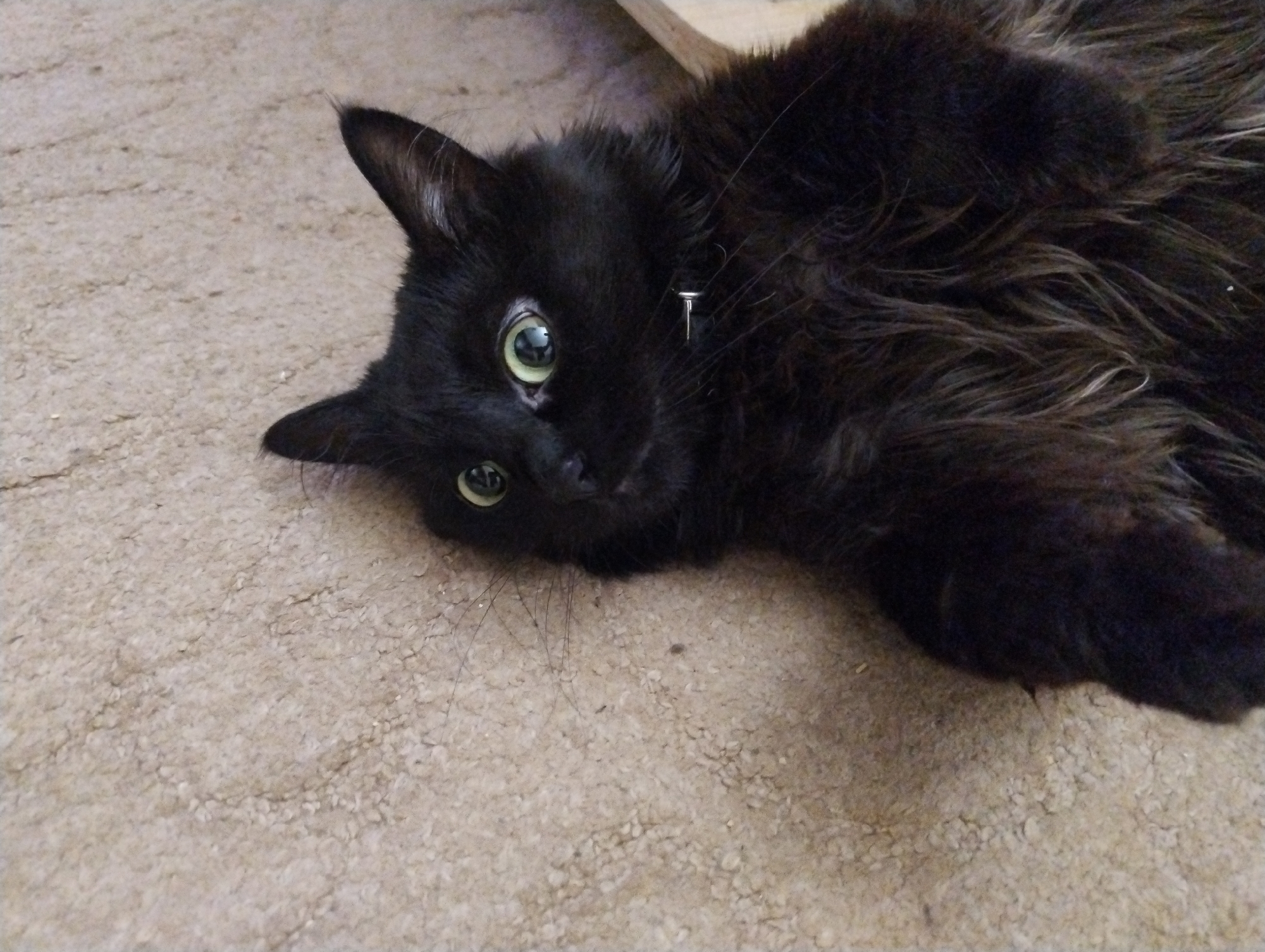 A black cat with green eyes is lying on its back on a beige carpet. The cat is mostly in focus, with its head tilted to the side. The cat's fur appears long and somewhat disheveled. A silver collar with a small tag is visible around the cat's neck. The background consists of the carpeted floor and a hint of a wooden object at the top right of the frame. The lighting appears to be natural, casting soft shadows. The scene is an indoor domestic setting.