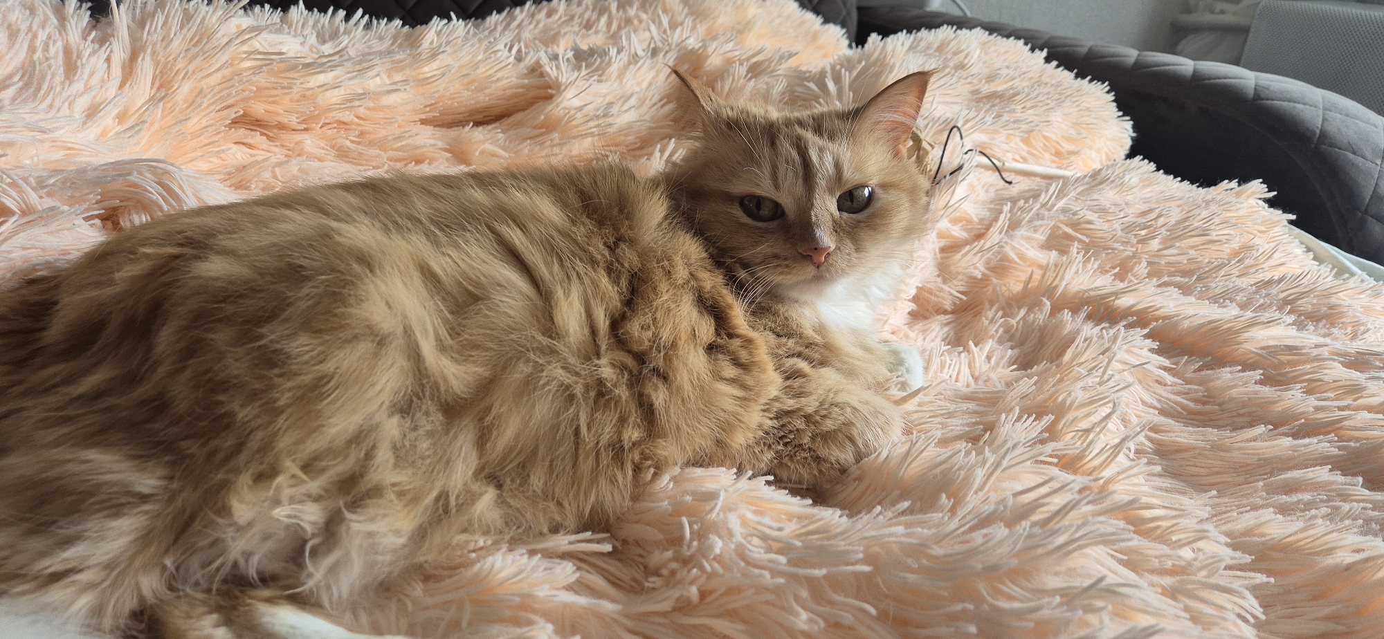 A medium-sized, fluffy, ginger and white cat lies on a plush, pale orange, faux fur blanket. The cat is facing forward with its paws tucked under its chest. It has green eyes and a slightly ruffled coat. The blanket covers a surface, possibly a bed or couch, with a dark grey headboard visible in the upper right corner. A thin, dark, wire-like object is noticeable near the cat's right ear. The location is the city of Unknown, Unknown.